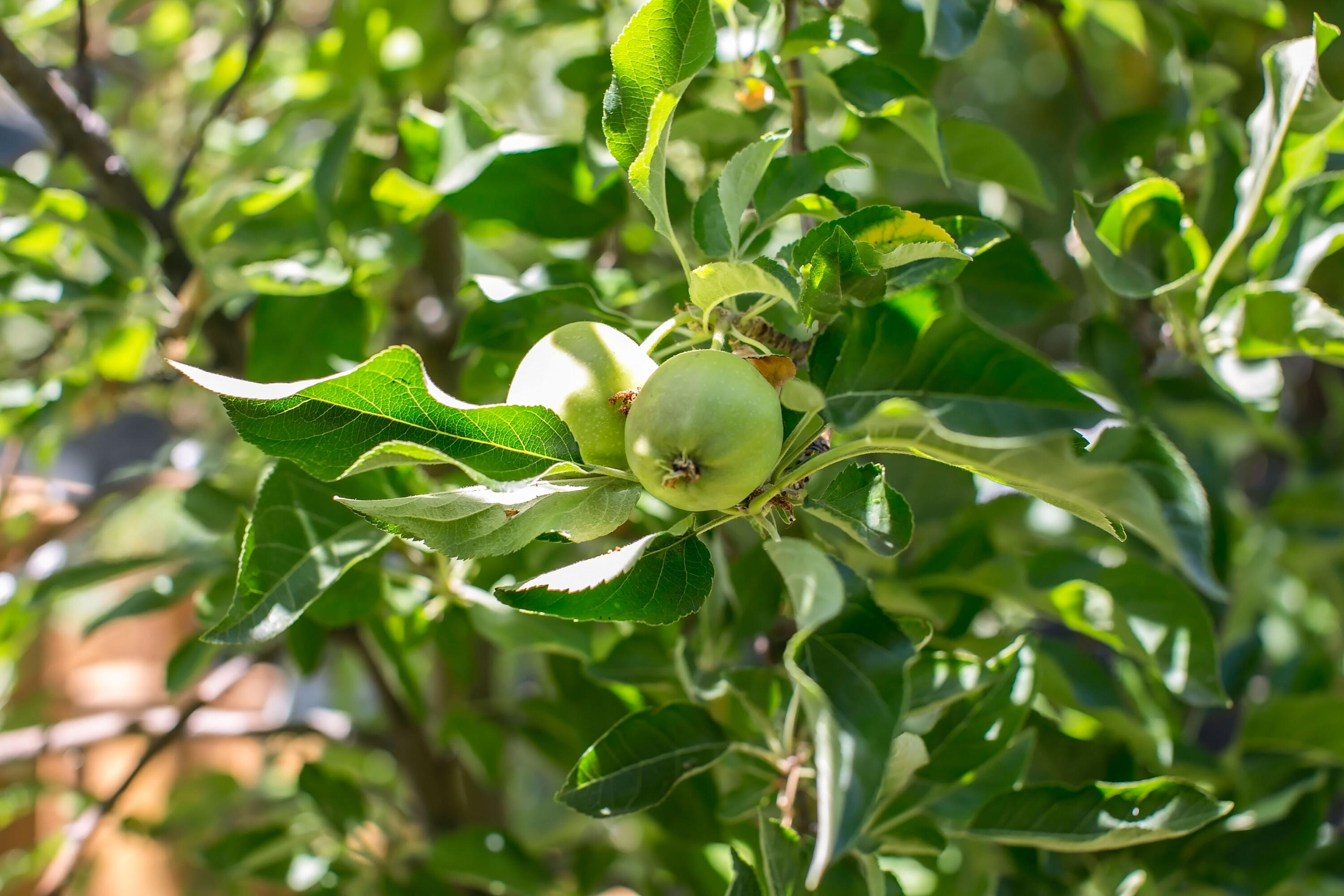 Woodcrest - Residential