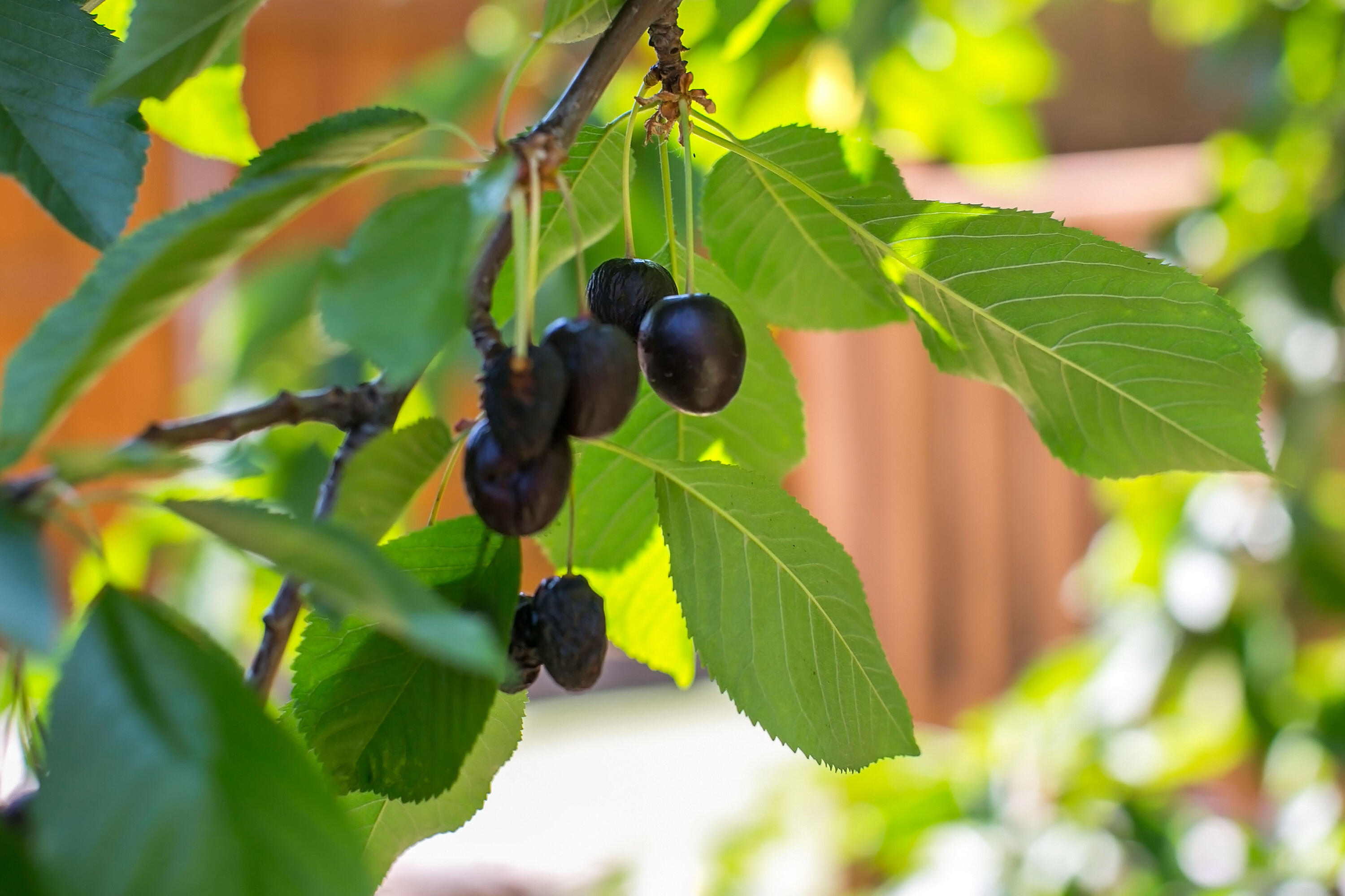 Woodcrest - Residential