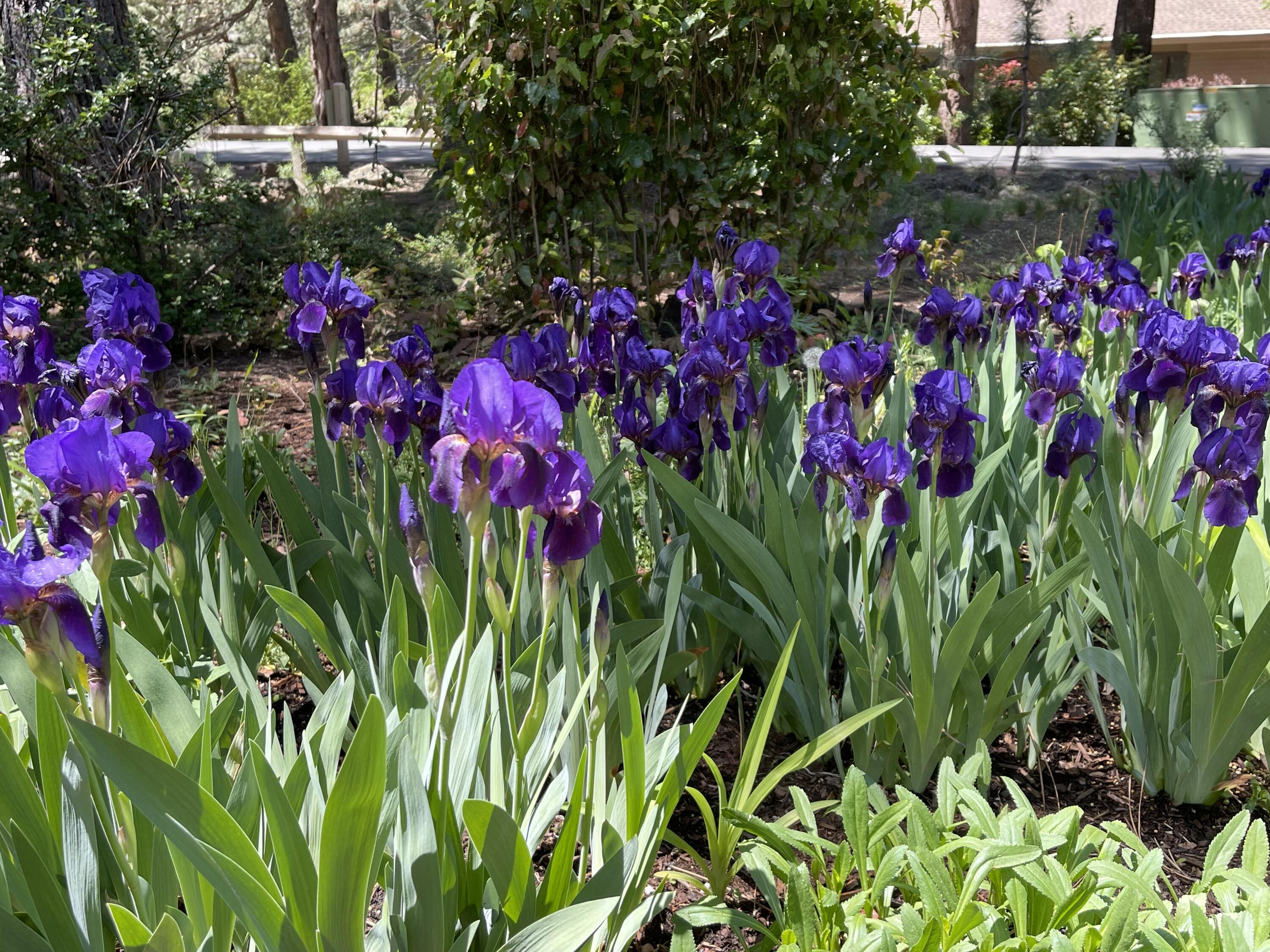 Mtn High - Residential