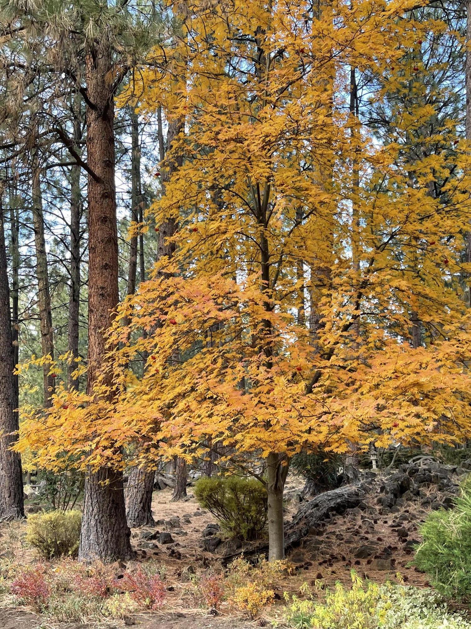 Mtn High - Residential