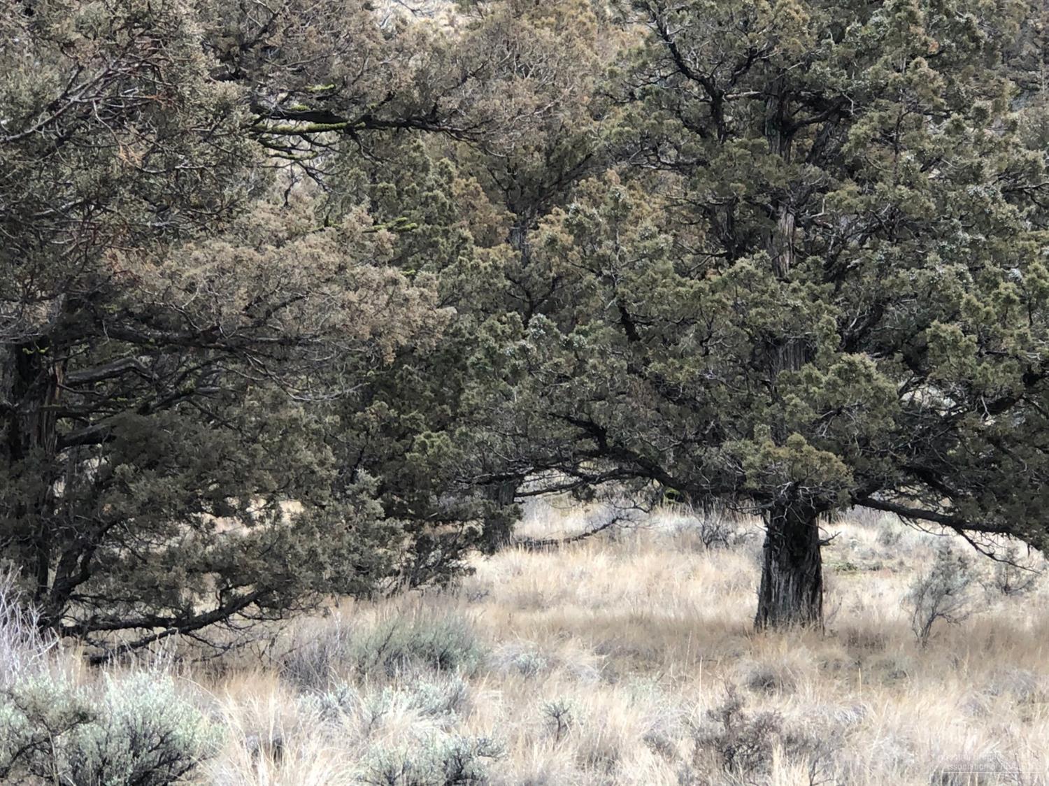 Juniper Hills - Land