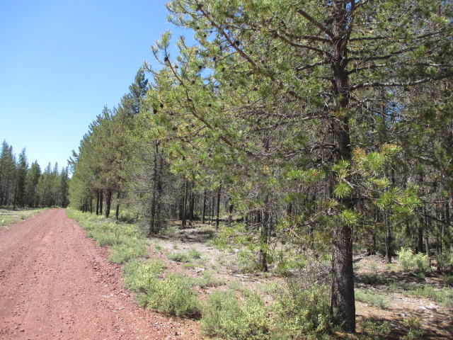 Mt. Scott Meadow - Land