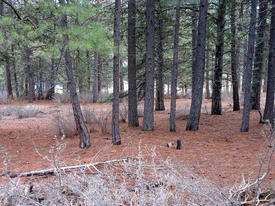 Bring your fly fishing gear! 1.09 acre nice pine studded lot located in the Williamson River Pines subdivision. Williamson River is a world reknown trophy trout fishing river in Southern Oregon. This lot is in an area of very nice homes. It affords privacy while still enjoying easy access by developed roads. The parcel is at the end of a cul-de-sac with no homes on the left. Plenty of pines trees to offer shade. The lot has a slope towards the front of the property but the back offers the potential of a level building pad.