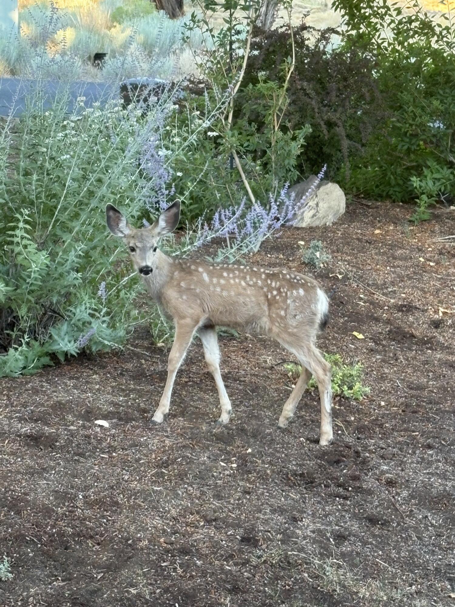 Eagle Crest - Residential
