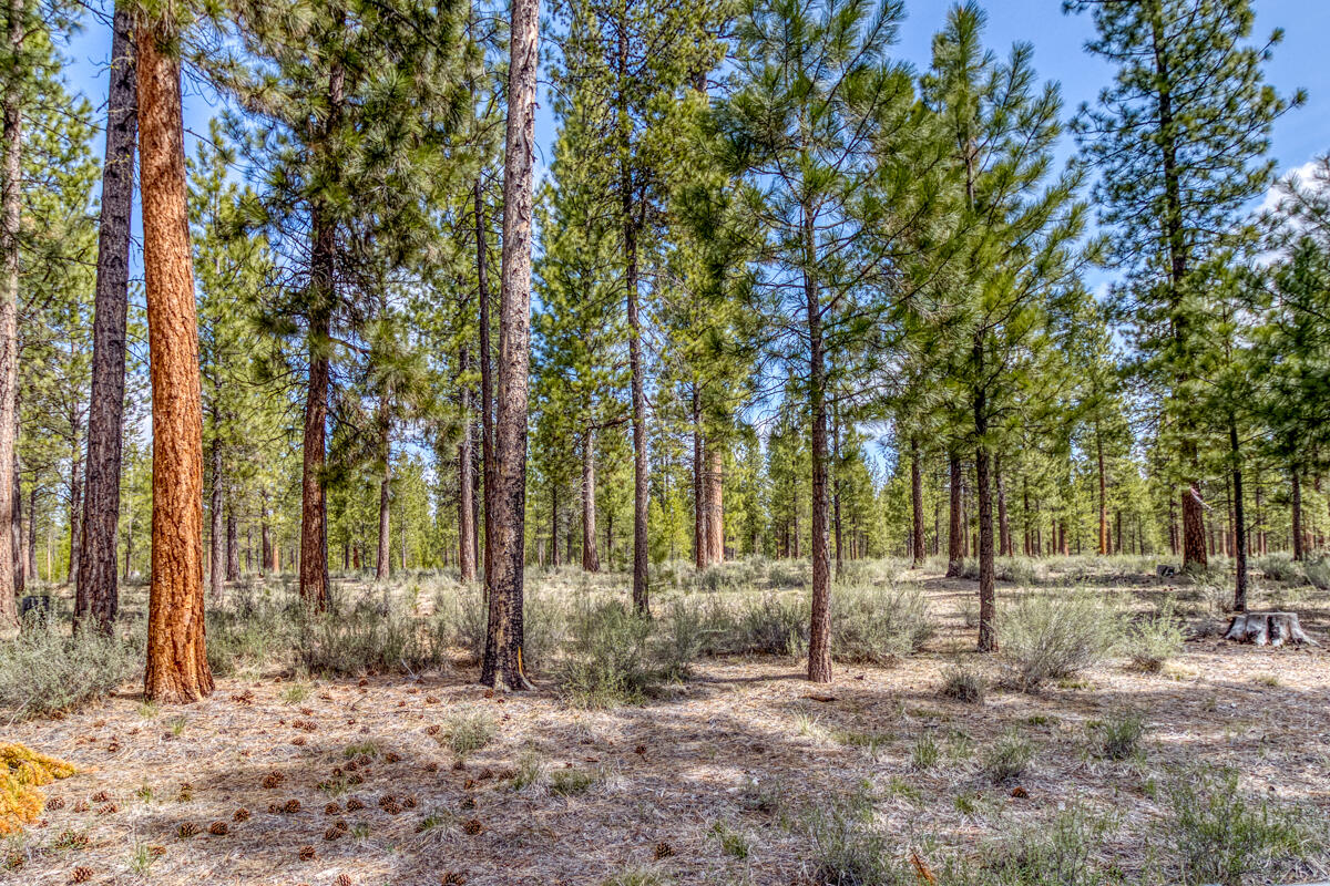 Ponderosa Pines - Residential