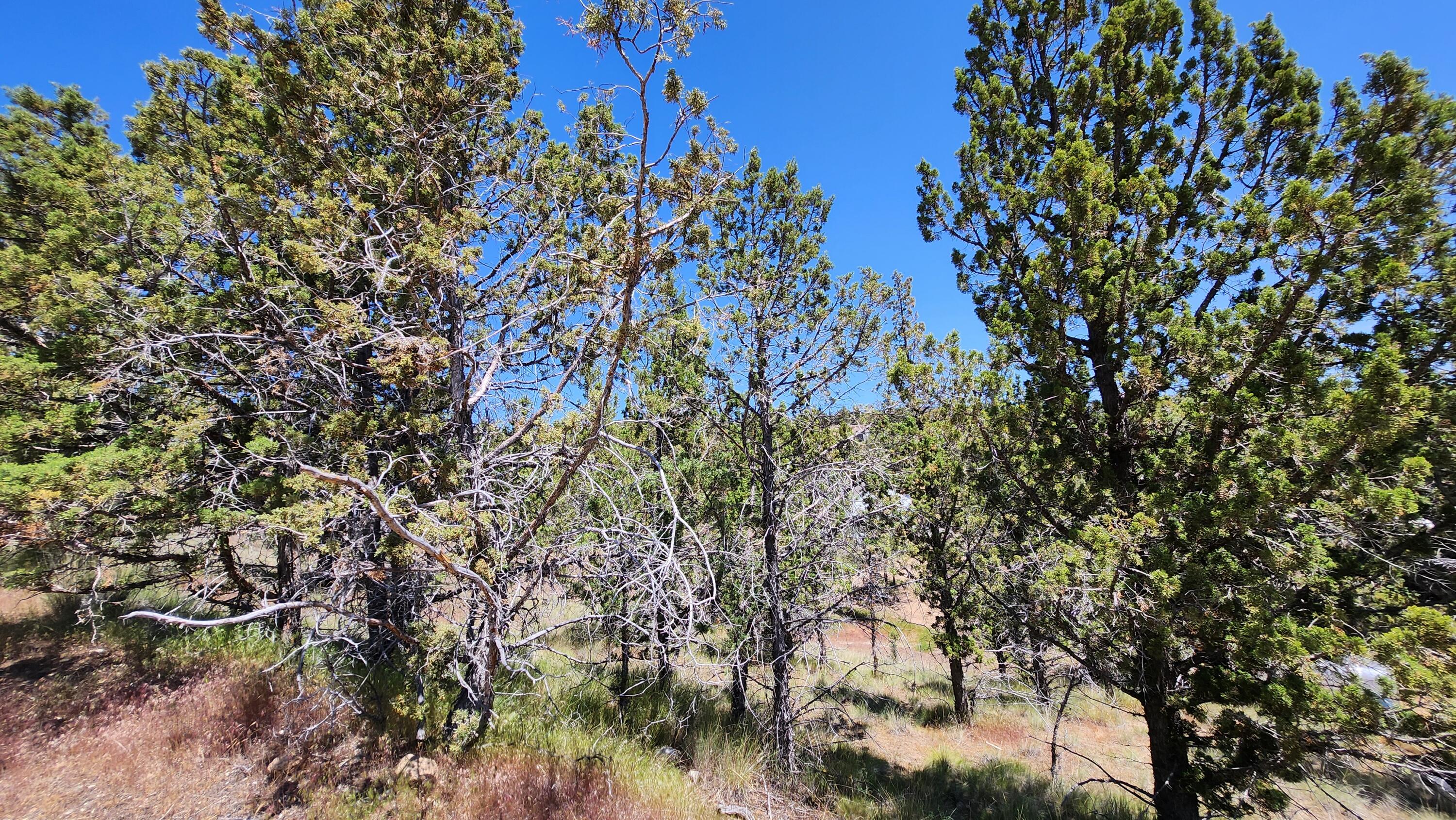 Golden Horseshoe - Land