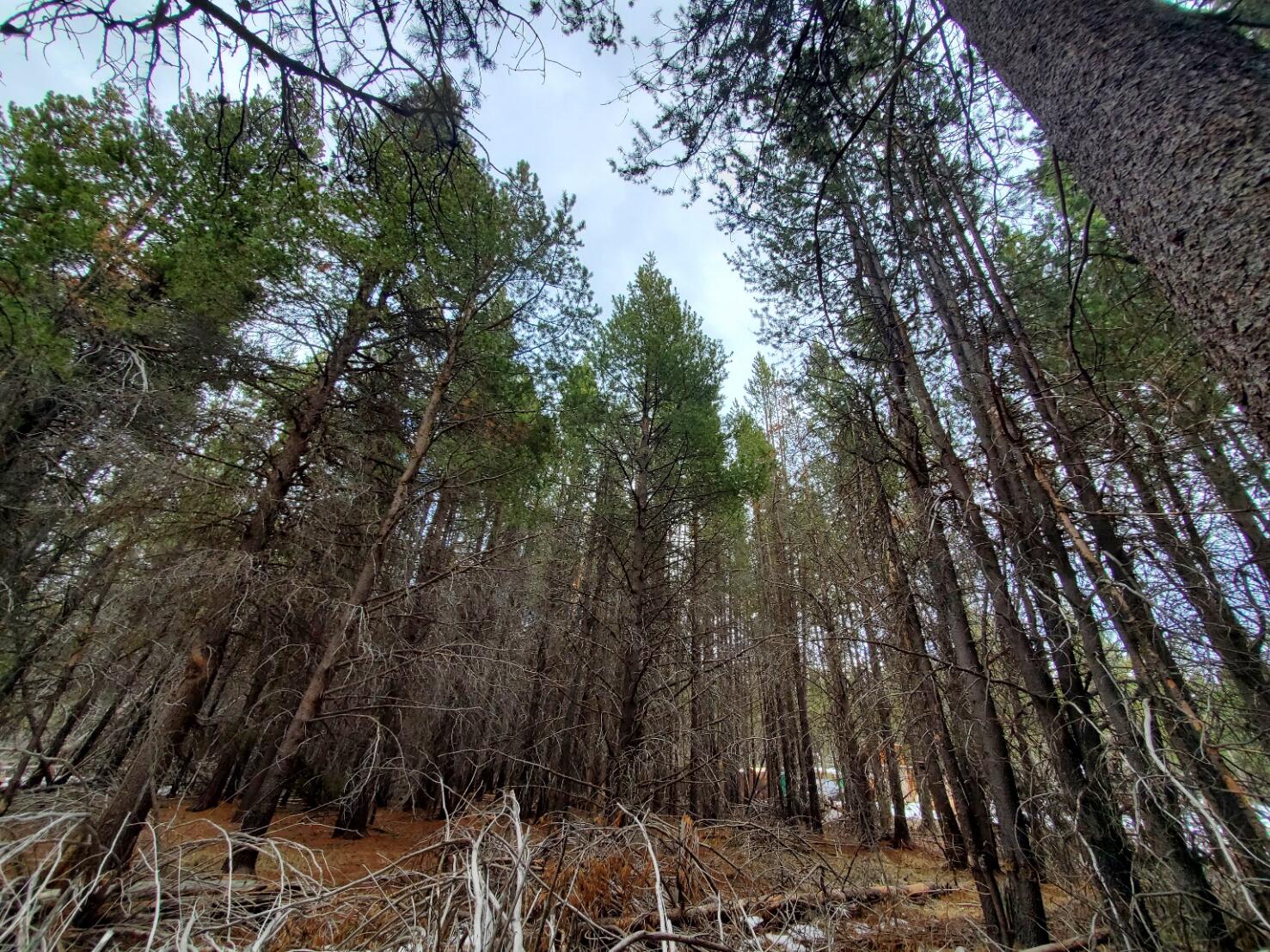 Deschutes River Recreation Homesites - Land