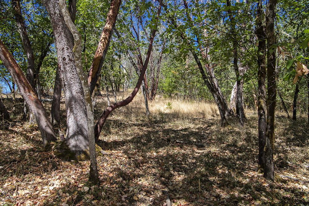 Meadow Wood Subdivision - Land