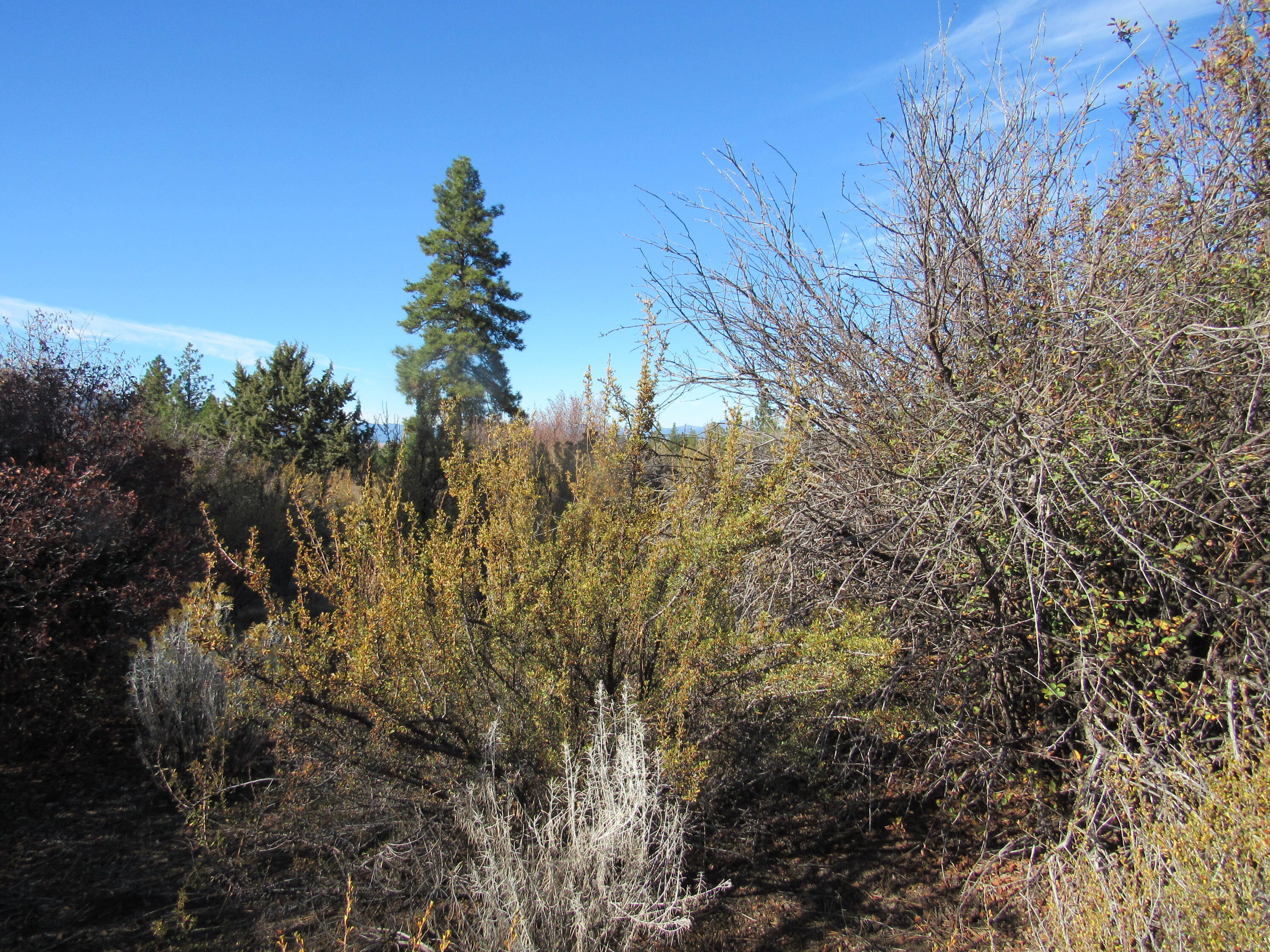 Monte Vista Ranch - Land