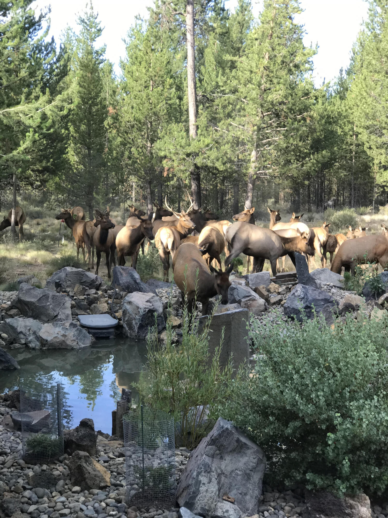 Pinewood Country Est - Residential