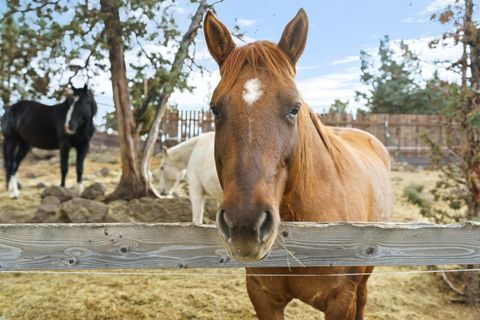 Tiny photo for 62118 Cody Jr Road, Bend, OR 97701 (MLS # 220211949)