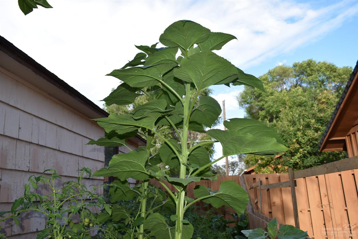 First Fairview - Residential