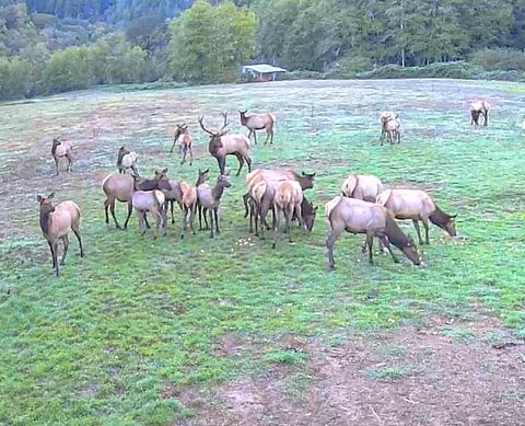 Tiny photo for 27277 Lower Smith River Road, Reedsport, OR 97467 (MLS # 220211864)