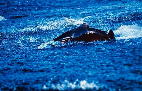 Tiny photo for 27277 Lower Smith River Road, Reedsport, OR 97467 (MLS # 220211864)