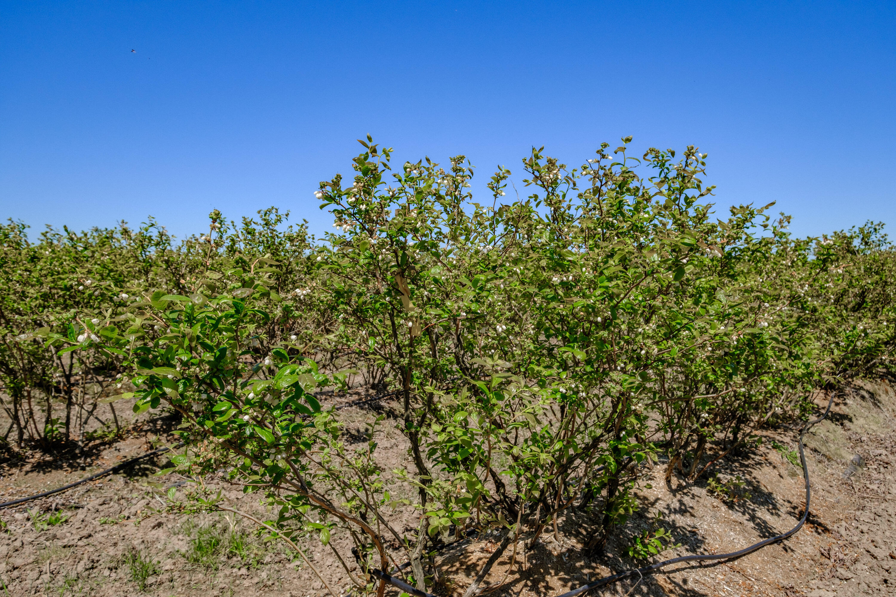 Corvallis Industrial Park - Land