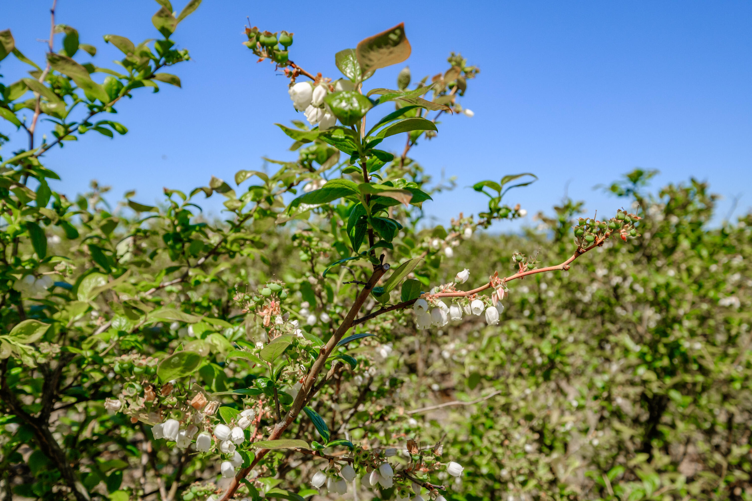 Corvallis Industrial Park - Land