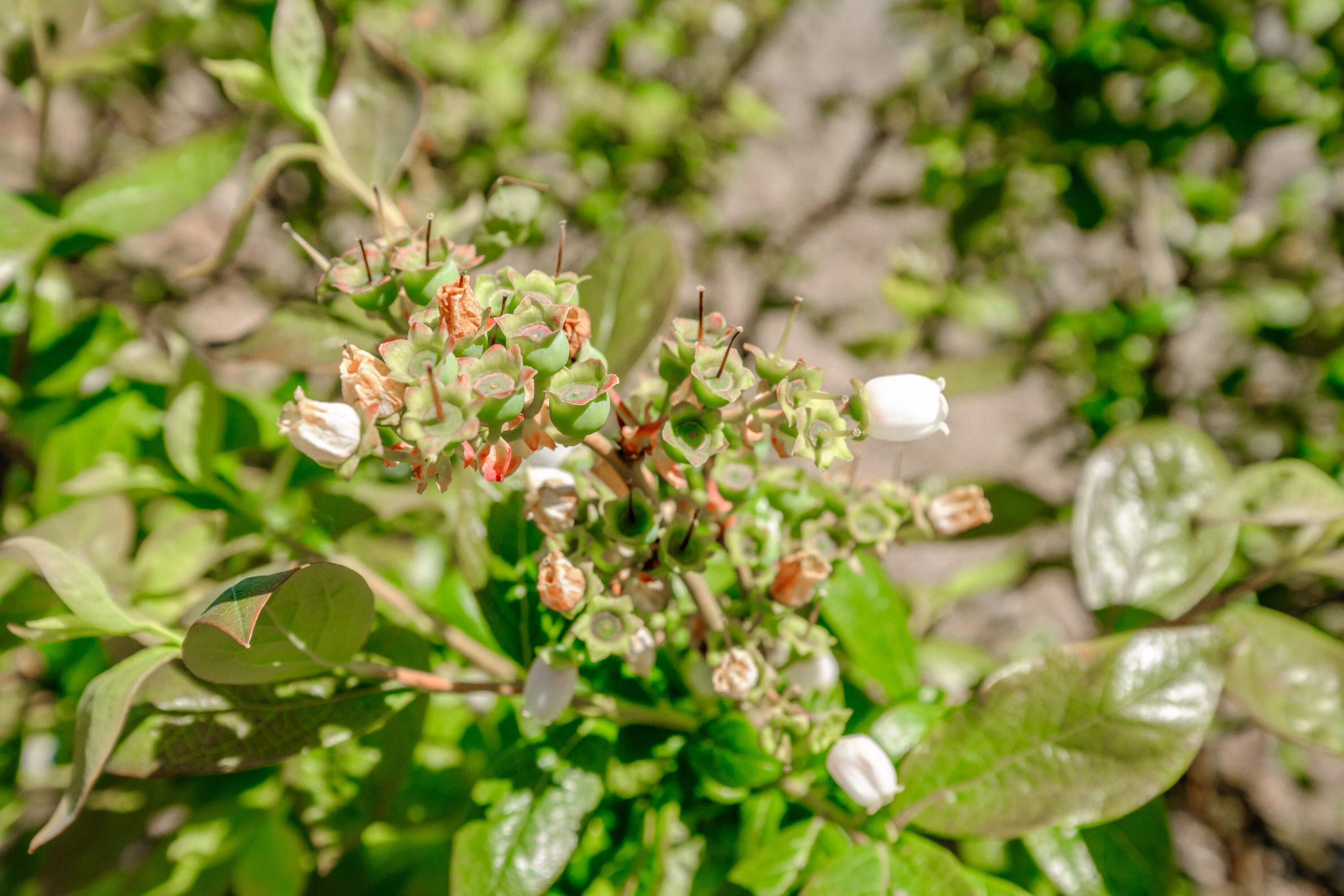 Corvallis Industrial Park - Land