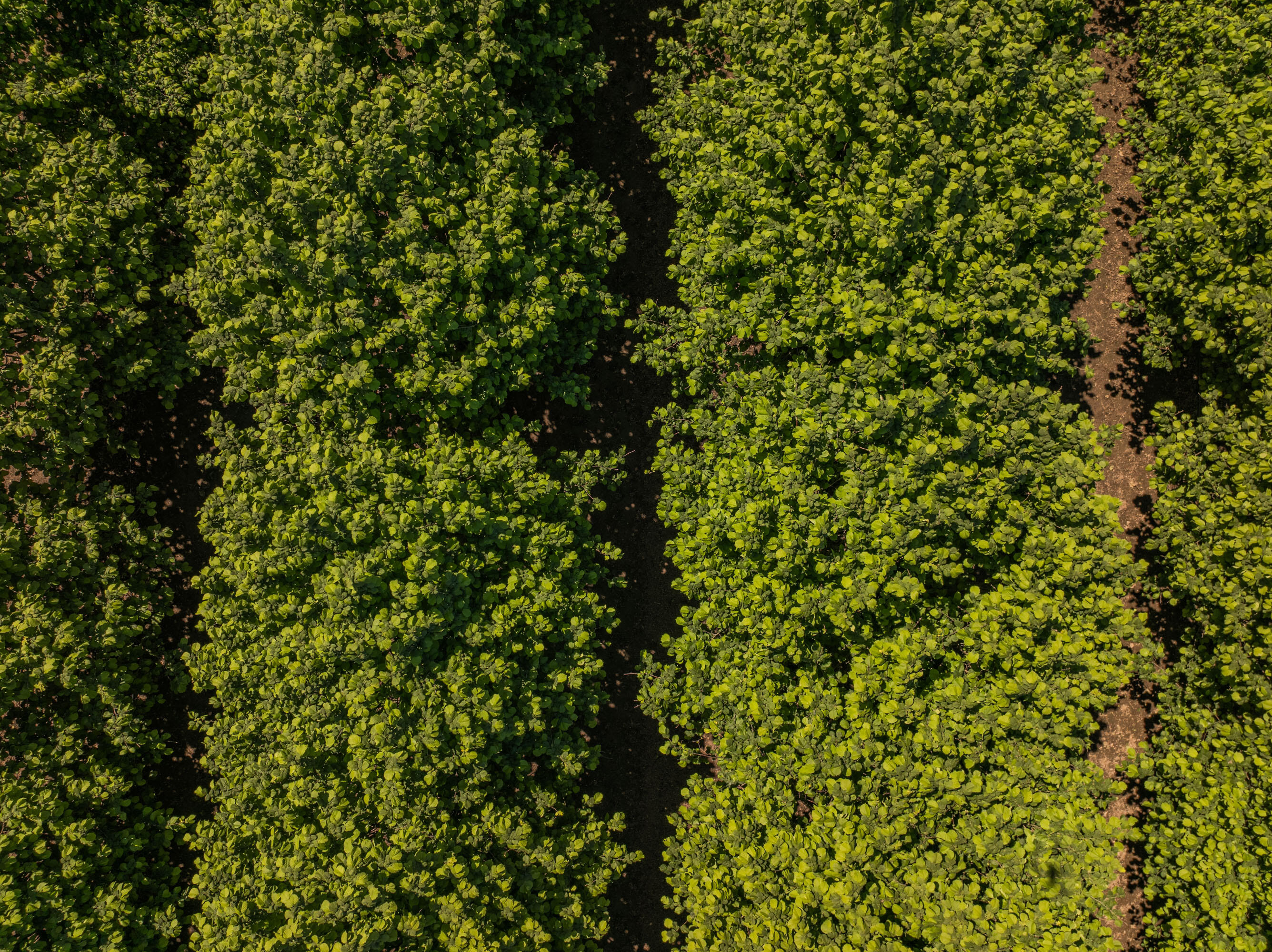 Corvallis Industrial Park - Land