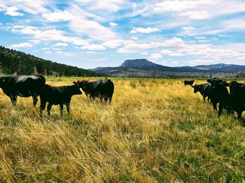 Tiny photo for 32500 SE Tackman Road, Prineville, OR 97754 (MLS # 220209744)