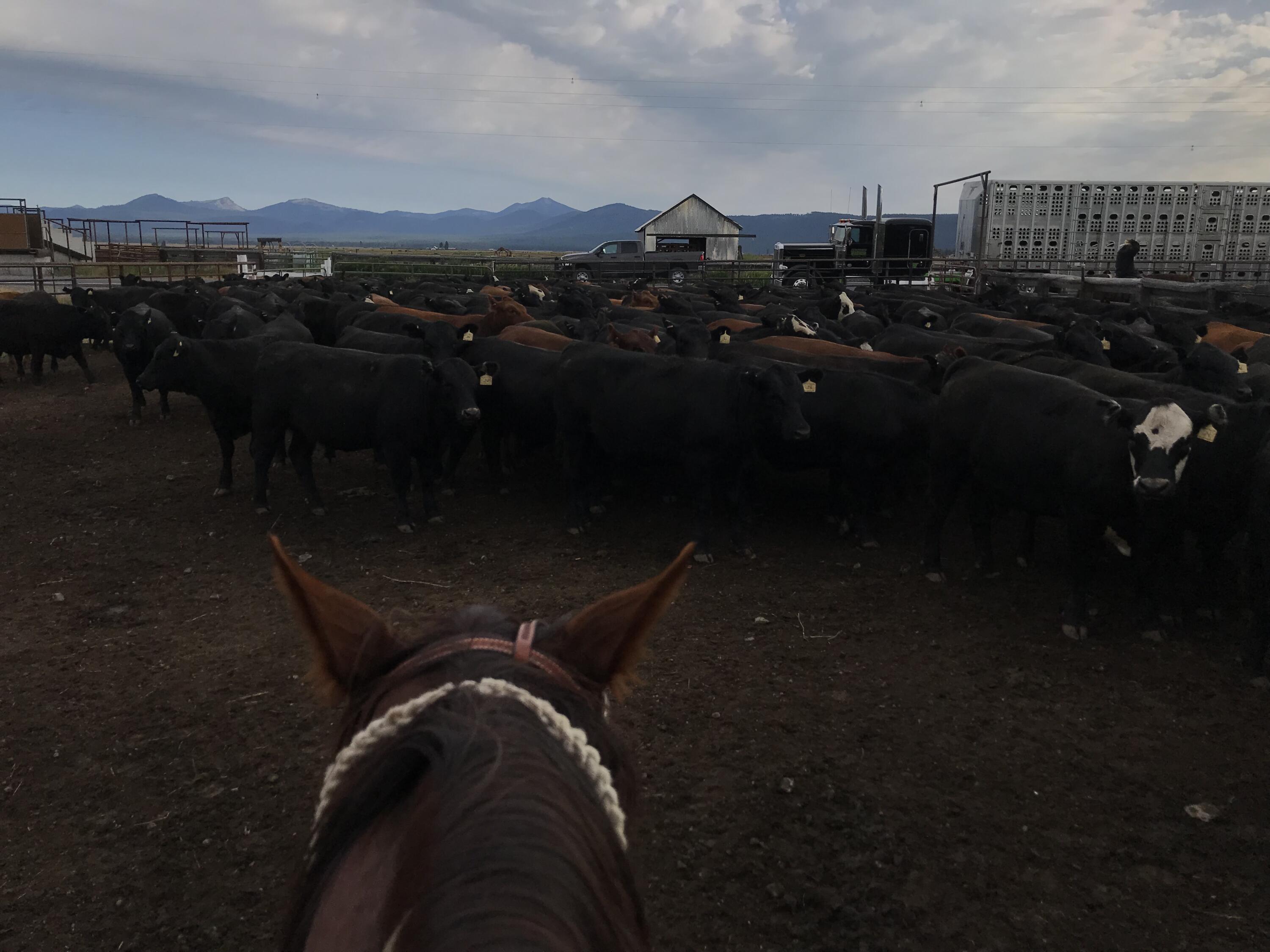 Klamath Country - Farm