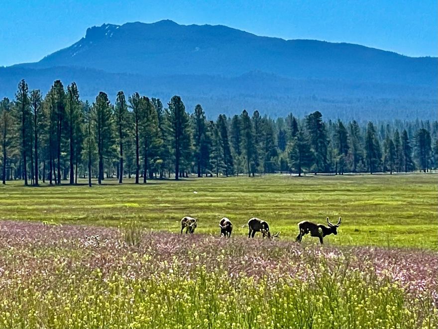 Spectre Ranch includes 1,099 deeded acres of irrigated meadows and timberland. Paulina Creek flows through the center of the property providing abundant water. With panoramic views of the Cascade Mountains and Paulina Peak, Spectre is the perfect recreational ranch 20 minutes south of Bend, OR. Nearby Sunriver, provide quick access to restaurants, shops and a paved runway for landing business class jets. The low maintenance irrigation system has direct stream diversion for the 410 acres of irrigated pasture, including ~3,000 acre-feet of
supplemental storage in Paulina Lake. There are 11 legal lots of record creating significant future redevelopment and appreciation value. To the west, views sweep across the Cascade Mountains, including the Mt Bachelor, the Three Sisters, and Broken Top Mountains. With direct
access to USFS and BLM lands, the Newberry National Monument, Paulina Peak, Paulina Lake
and East Lake recreation areas, the ranch offers endless recreational opportunities.