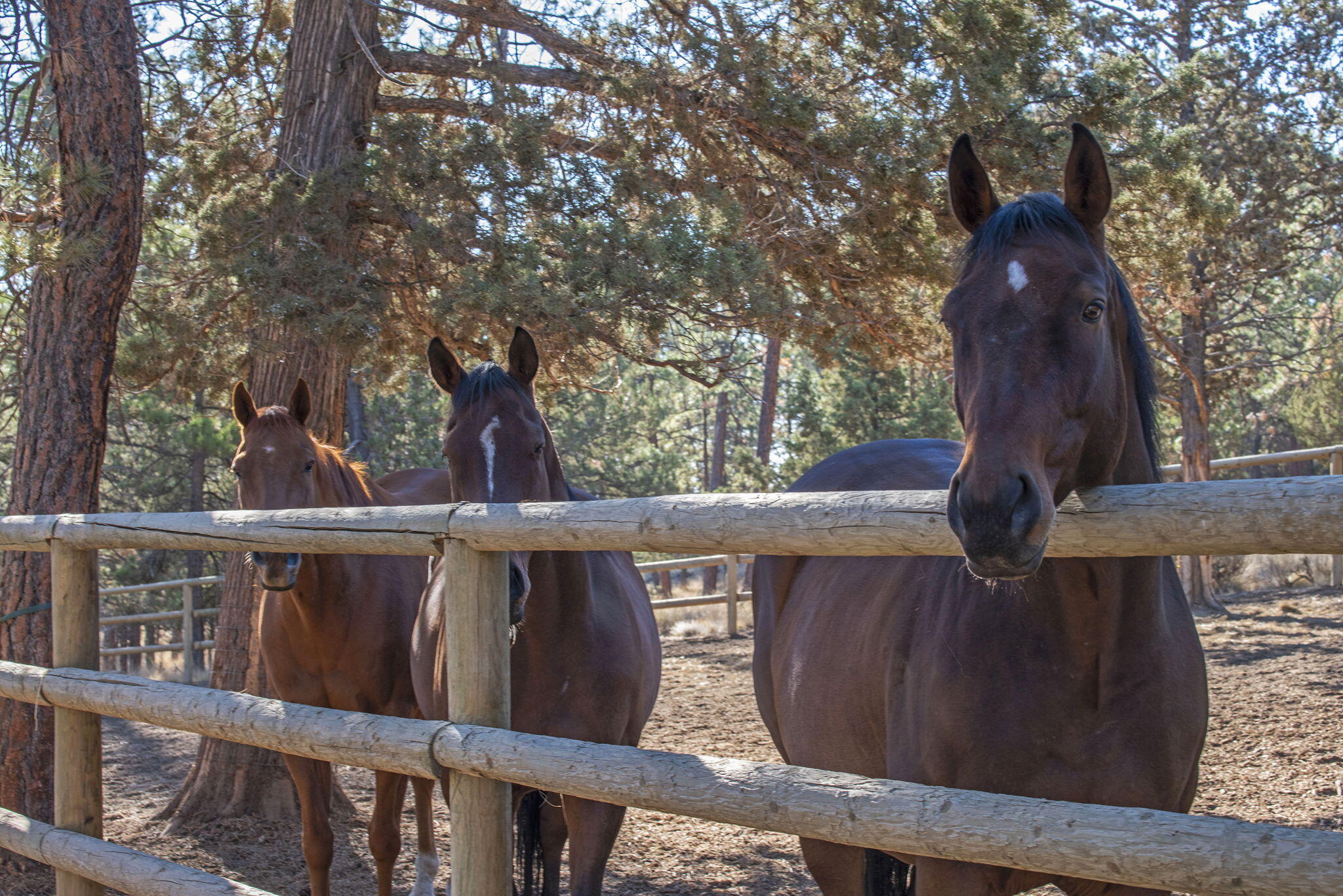 Wild Horse Ridge - Residential