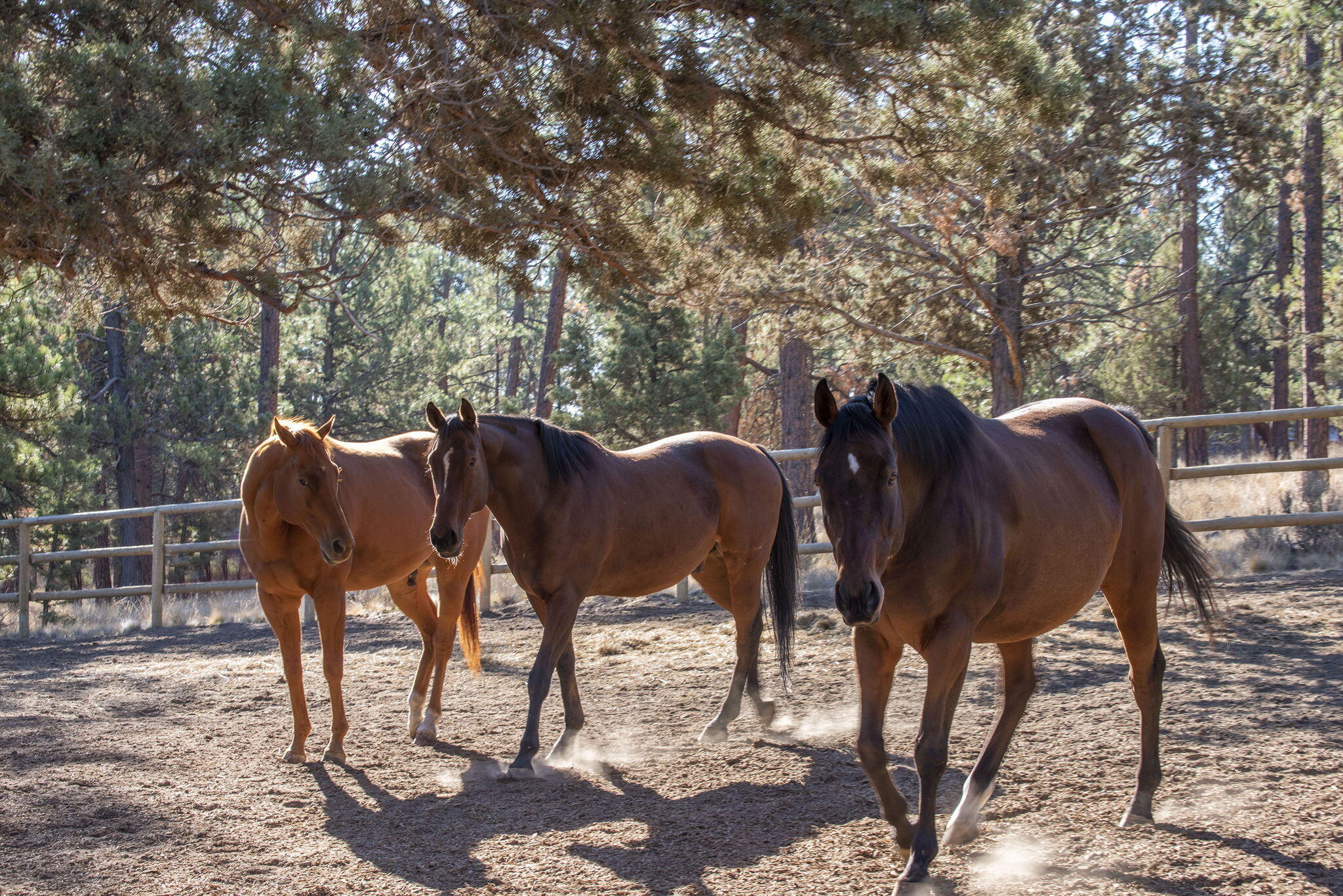 Wild Horse Ridge - Residential