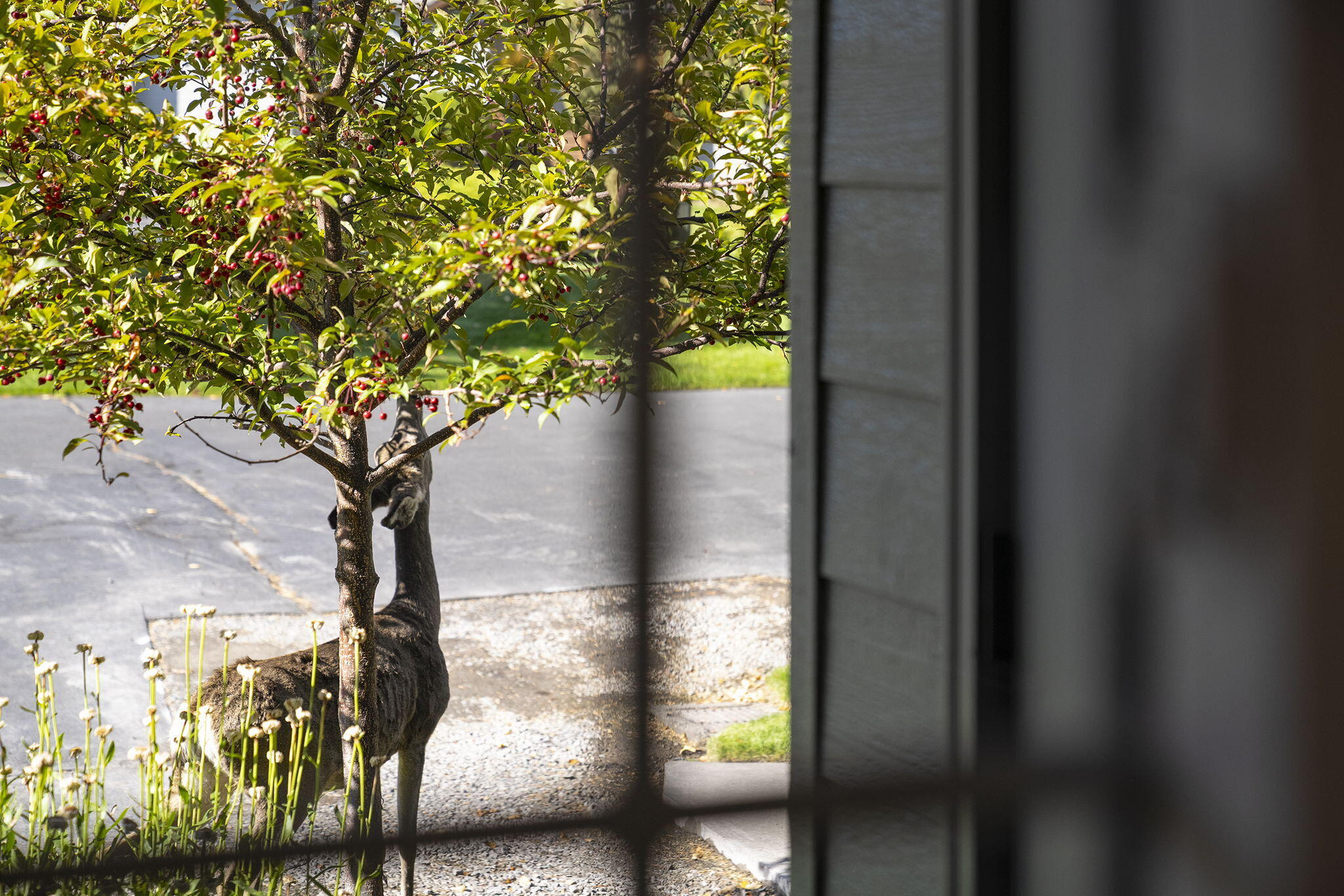 Ridge At Eagle Crest - Residential