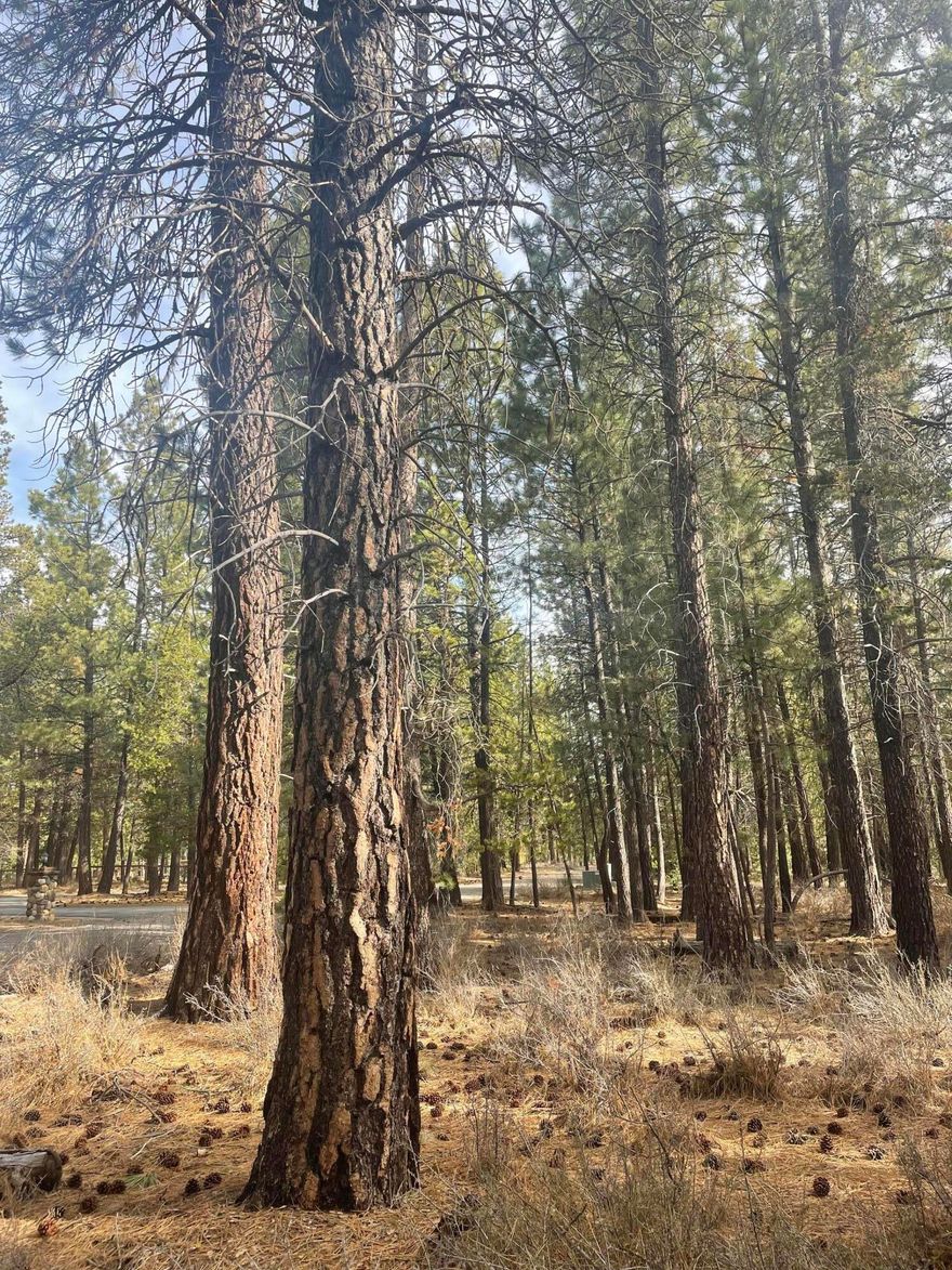 Build your home amongst the mature Ponderosa Pines on a rare one acre parcel located in Spring River Acres, just 4 miles from Sunriver. Its' not often we see these developable properties on the market in Spring River Acres.  The location couldn't be better with Big Deschutes River access nearby, 3 Miles to the Sunriver Business Park, 18 miles to Mt Bachelor and within 30 minutes of the High Cascade Lakes (Sparks, Hosmer, Crane, Twin, Elk etc.).  A nicely treed lot, with tons of opportunity to build a home, shop etc.