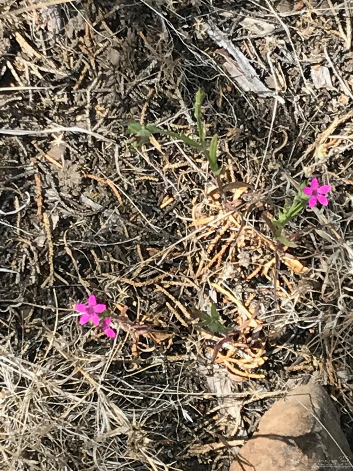 Ochoco Land + Livest - Land