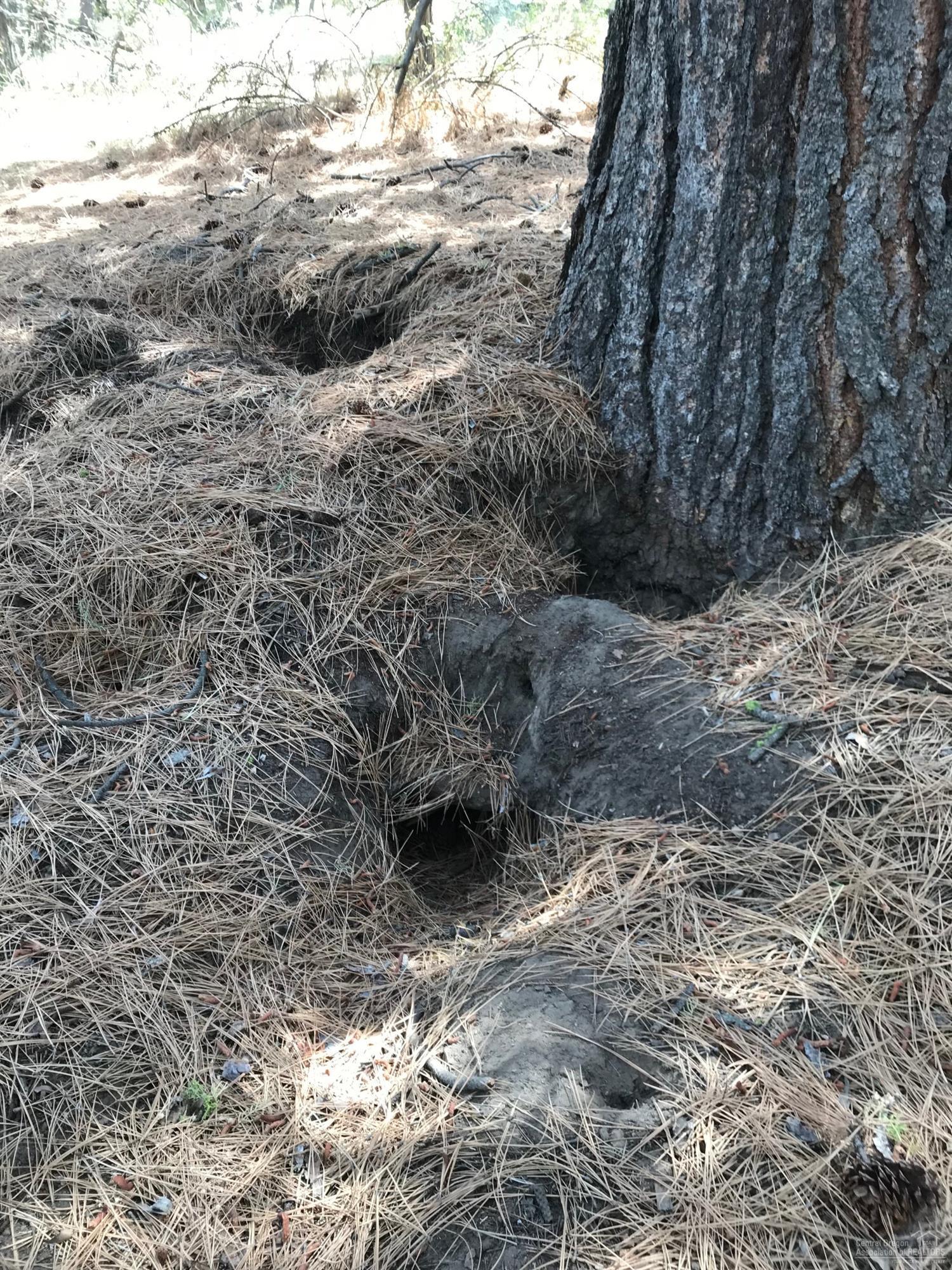 Ochoco Land + Livest - Land