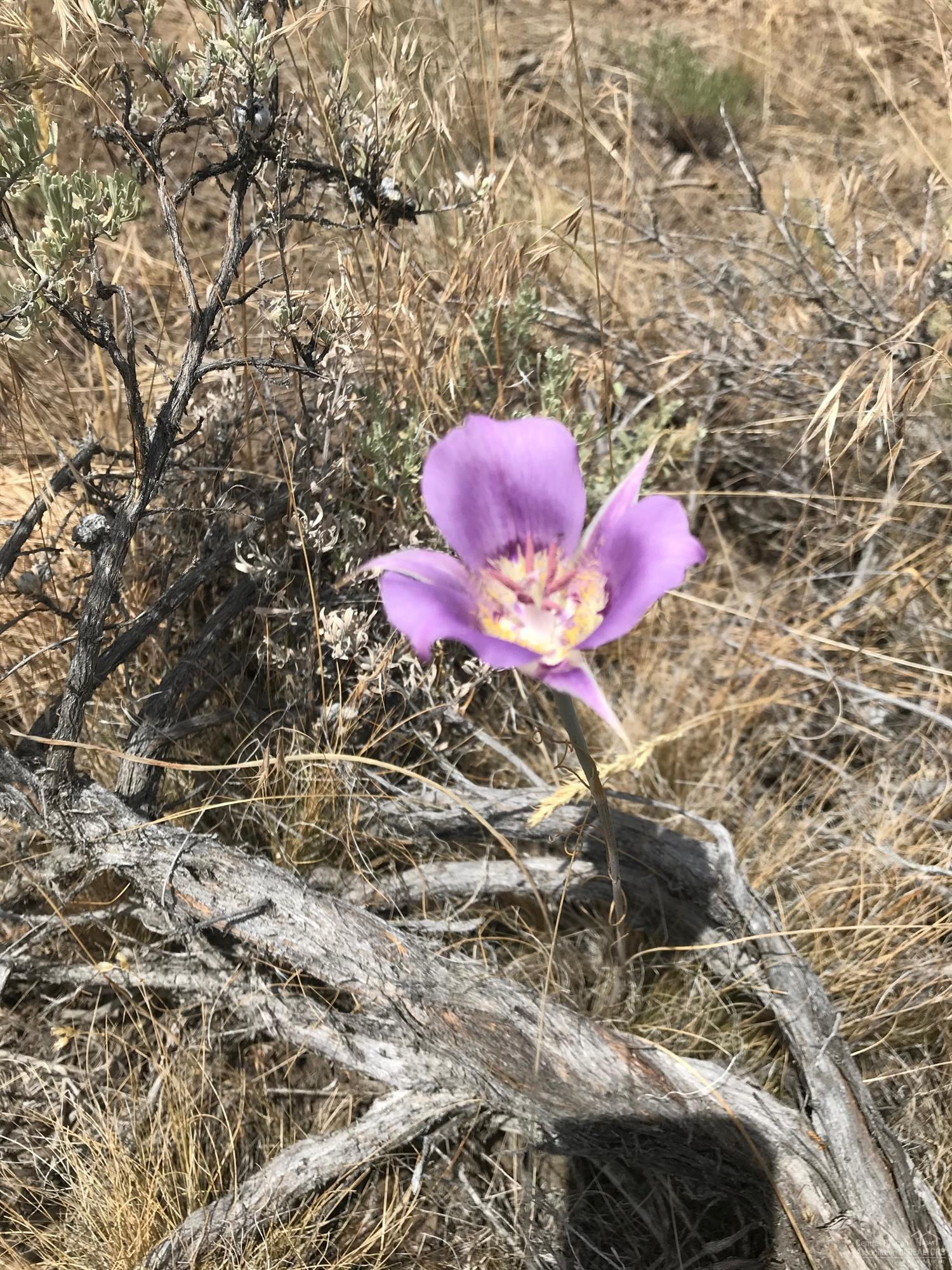 Ochoco Land + Livest - Land