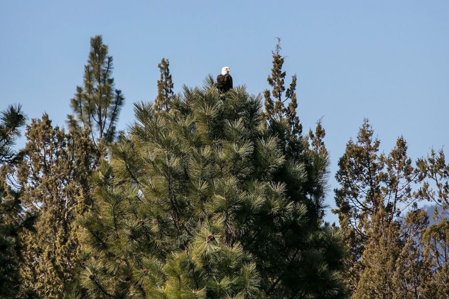 Hidden Trails Ranch is a private retreat in Tumalo with Cascade Mountain Views. Custom Tuscan Style Estate includes 20 acres of water rights for green pastures, Stocked Pond, Stream, Barn with 5 Stalls/Runs, Outdoor arena, Shop/Office/Guest Quarters, Pole Barns and private mountain bike/equestrian trails. Property has access to Mountain biking/riding to public land with easement and direct access to the Scenic Bikeway.