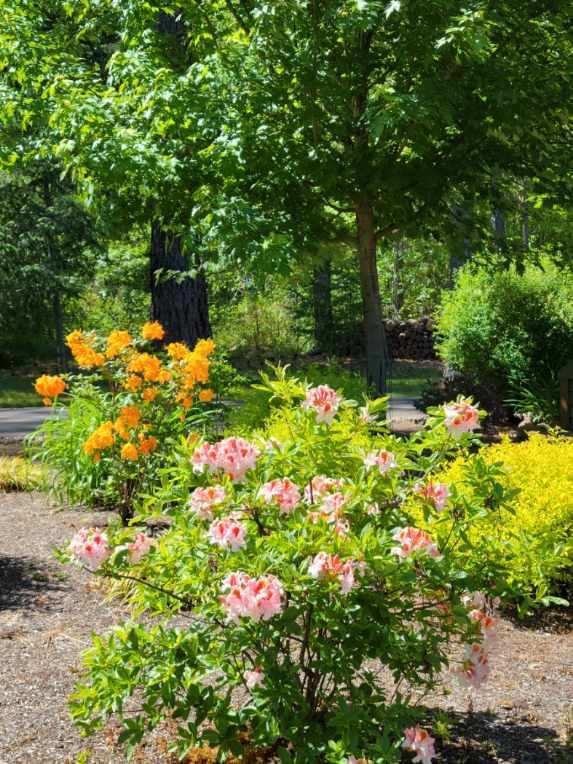 Woodlake Meadows Subdivision - Residential