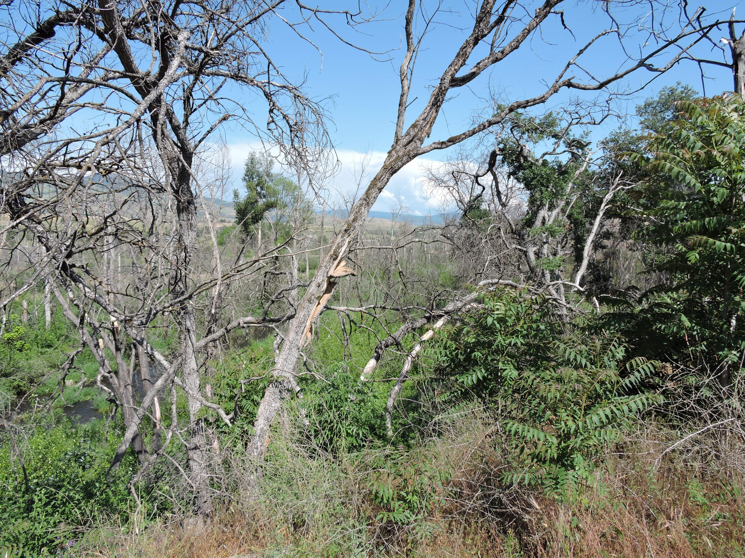 Talent Original Town (1888) - Commercial Sale