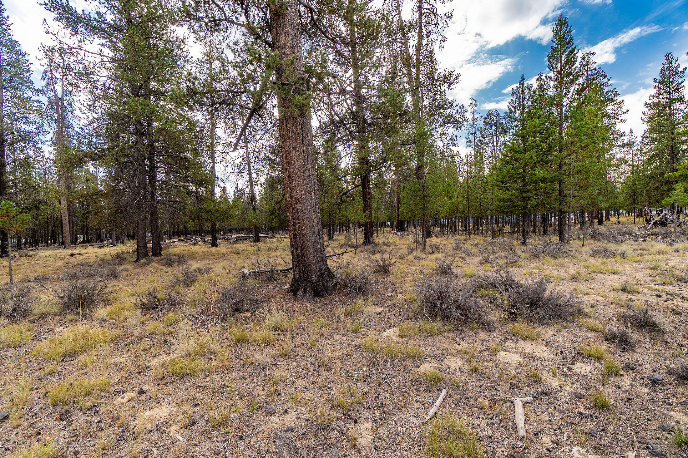 Sun Forest Estates - Land