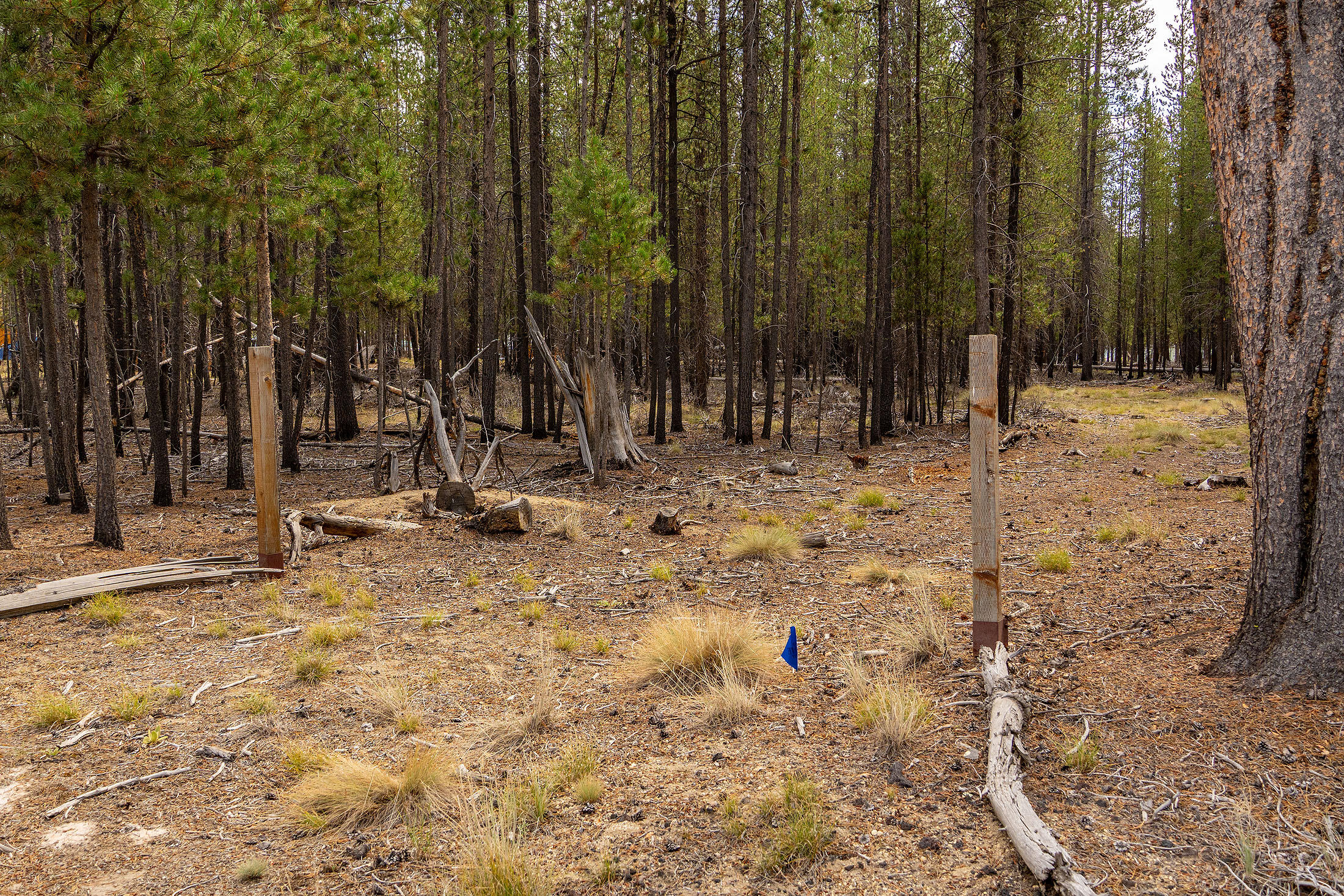 Sun Forest Estates - Land