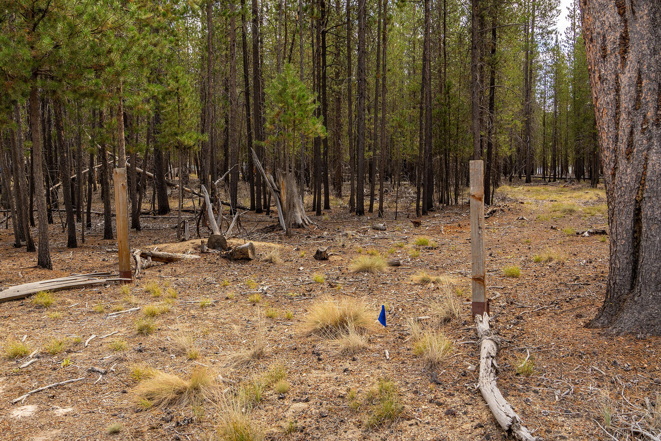 Sun Forest Estates - Land