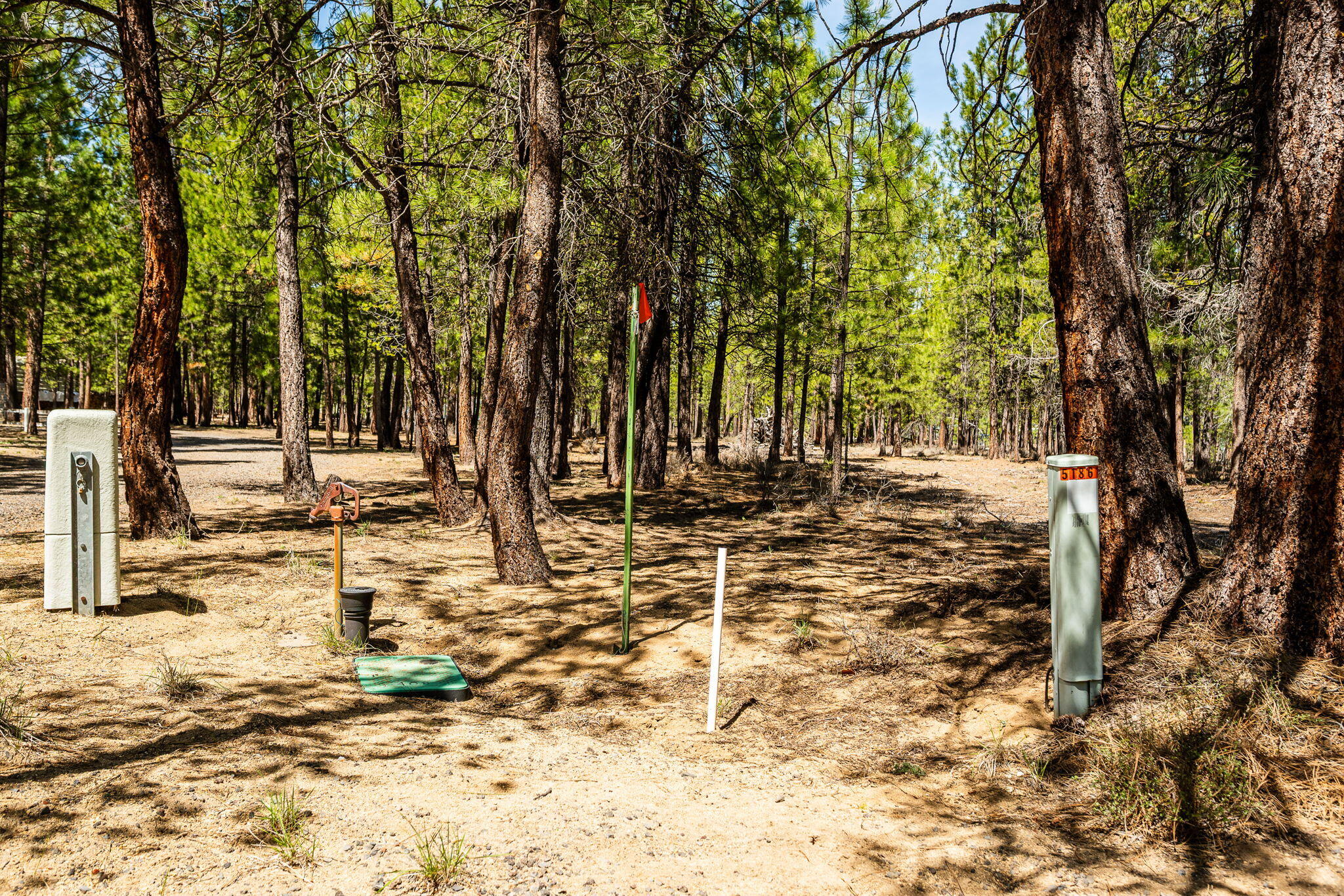 Ponderosa Pines - Land