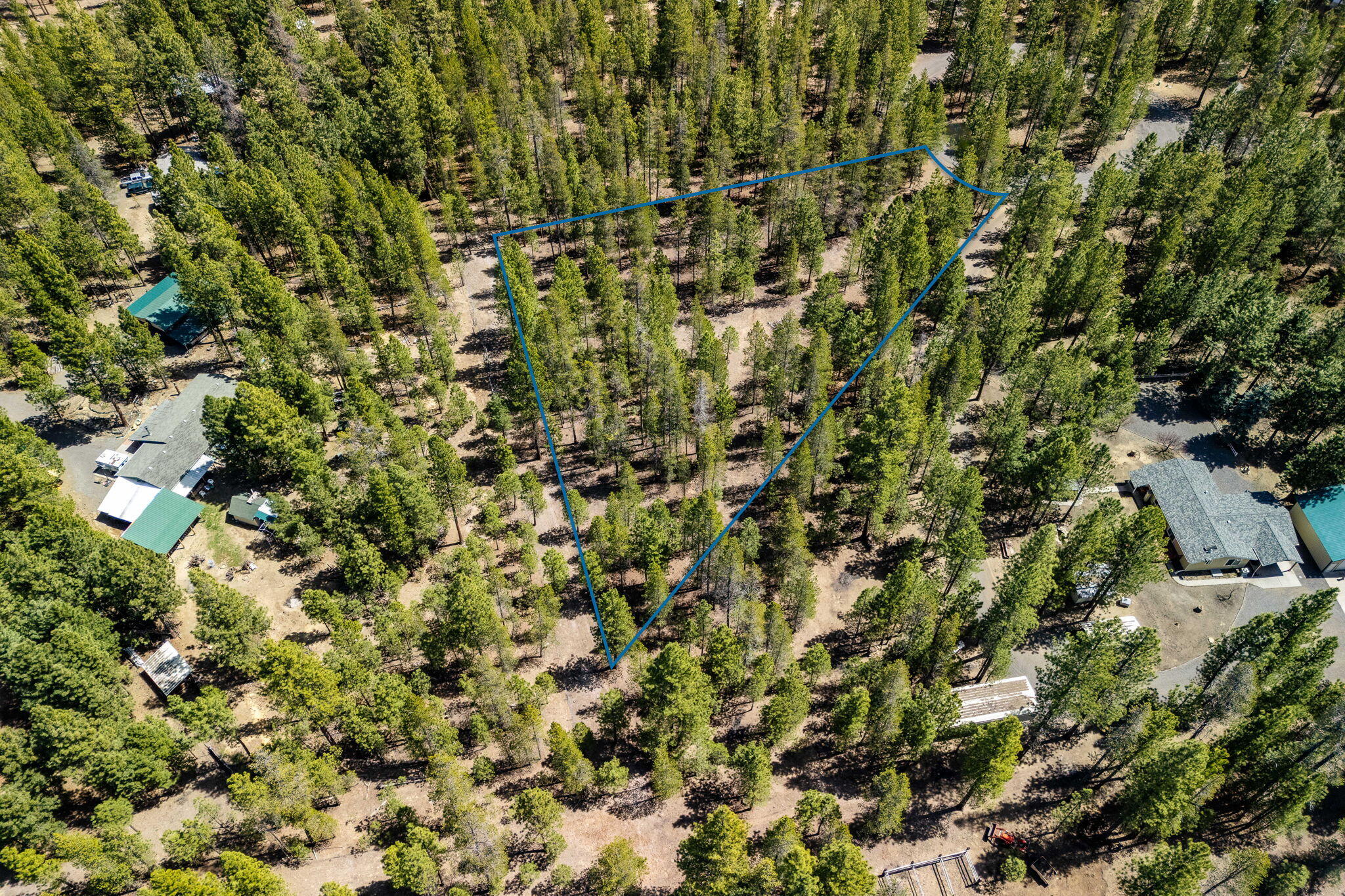 Ponderosa Pines - Land