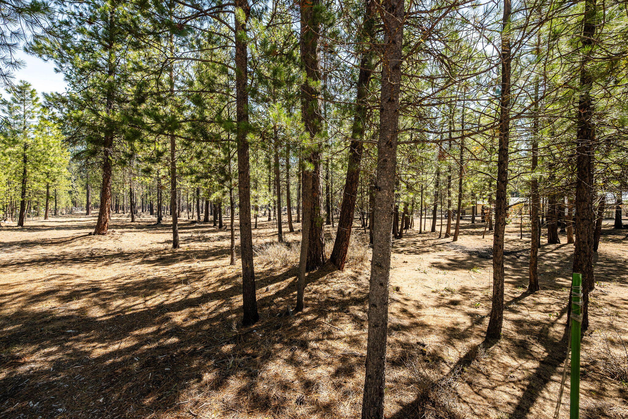 Ponderosa Pines - Land