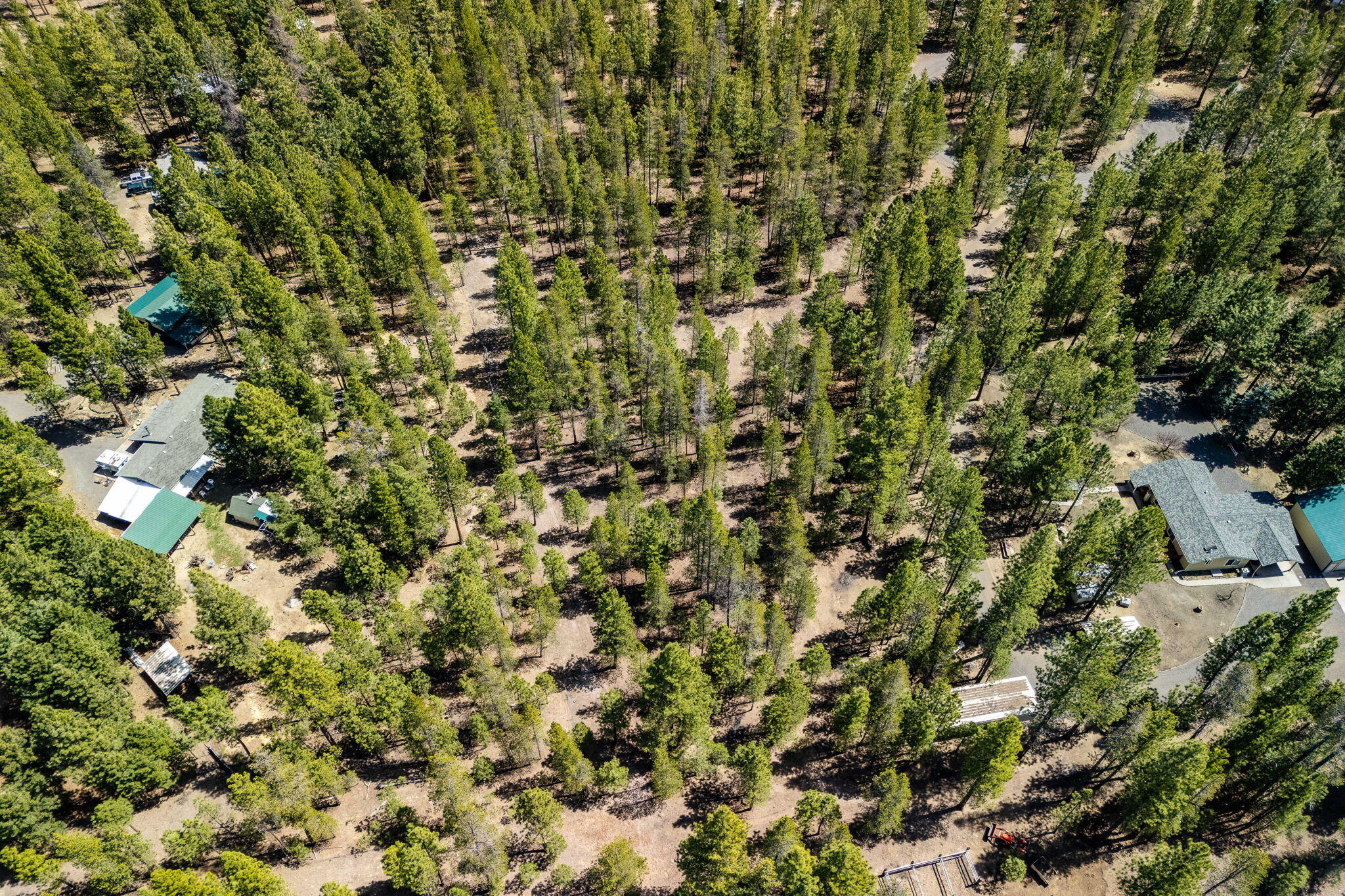 Ponderosa Pines - Land