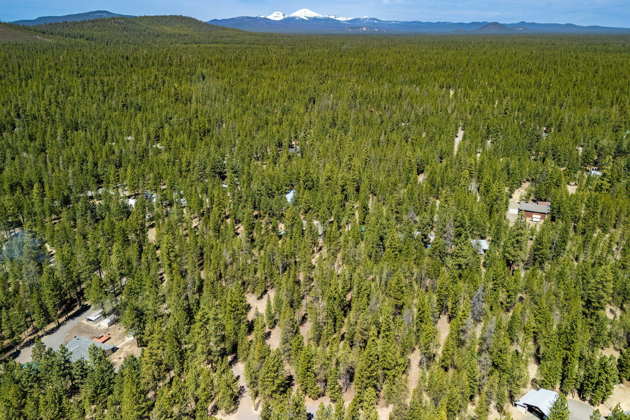 Ponderosa Pines - Land