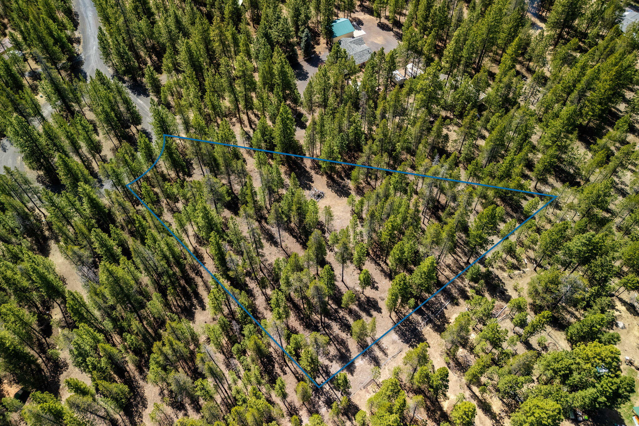 Ponderosa Pines - Land