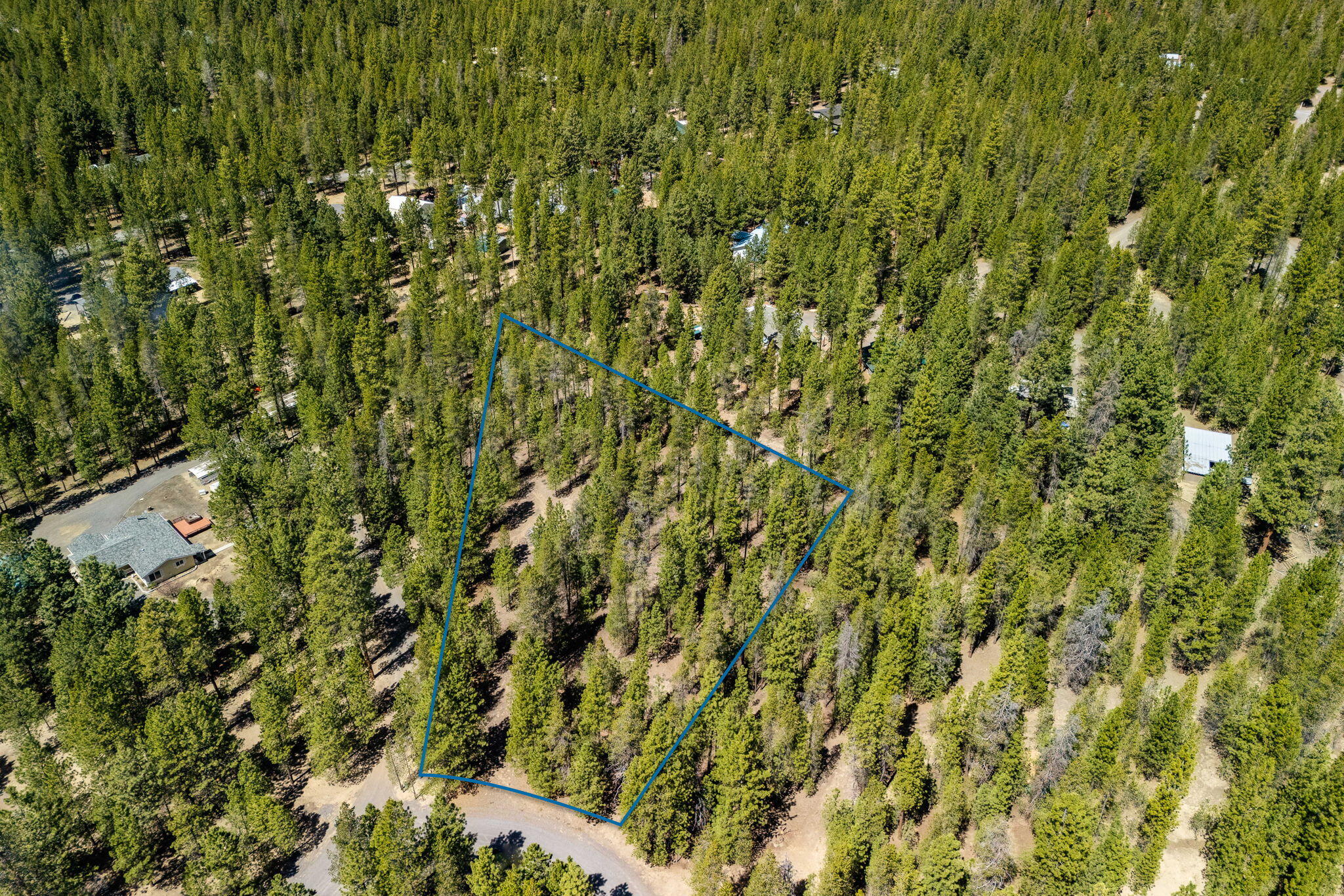 Ponderosa Pines - Land