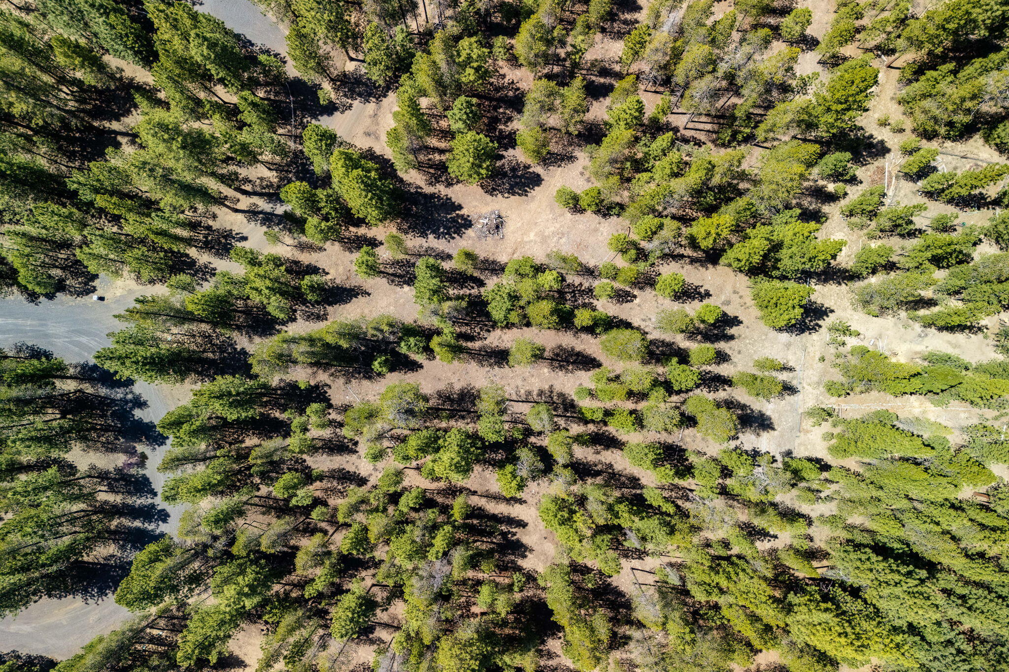 Ponderosa Pines - Land