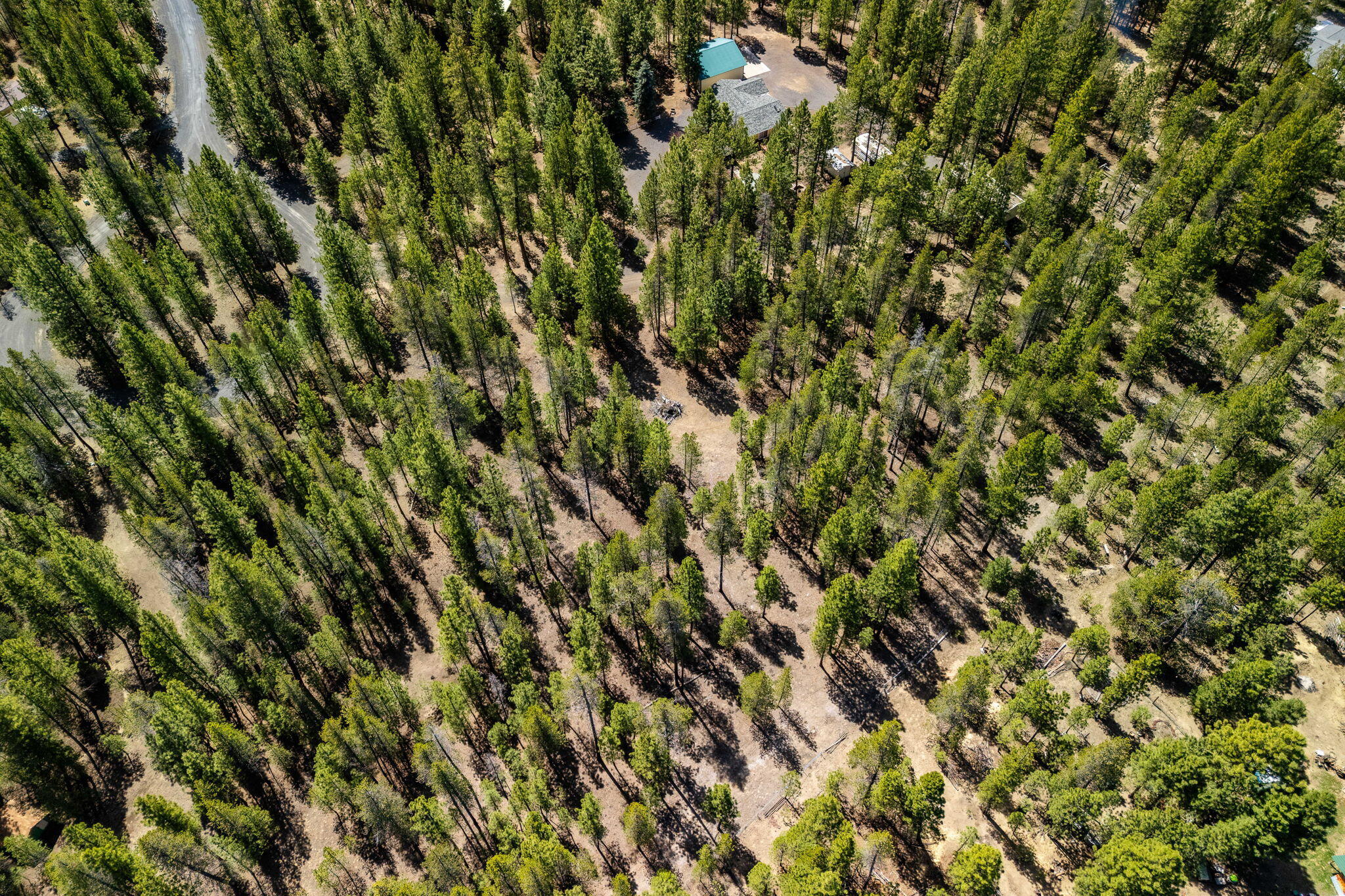 Ponderosa Pines - Land