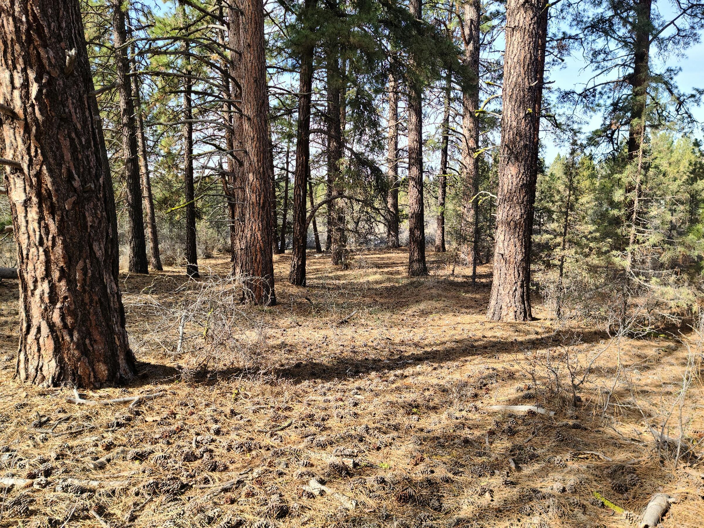 Klamath Falls Forest Estates Hwy 66 Unit Plat 4 - Land