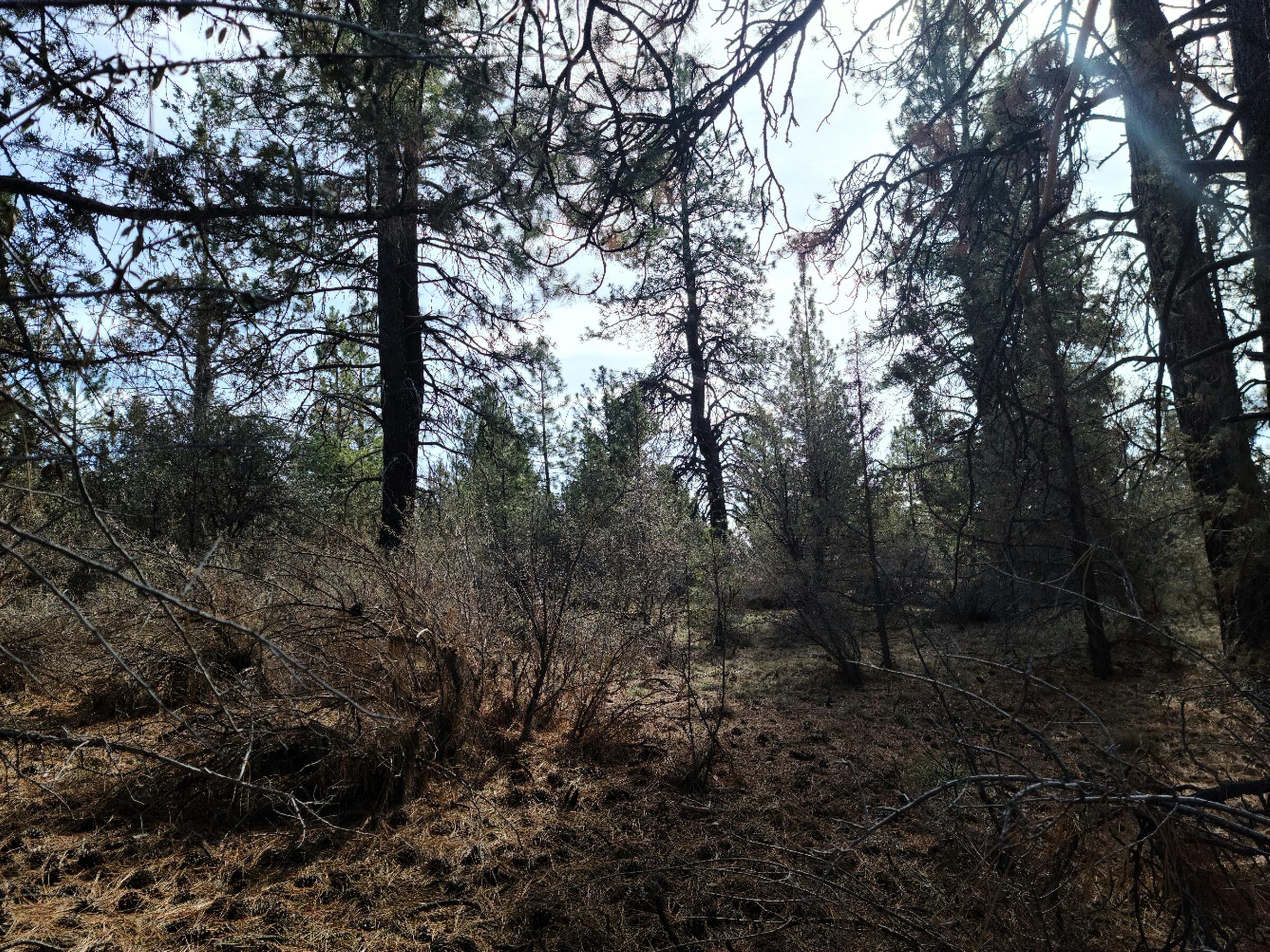 Klamath Falls Forest Estates Hwy 66 Unit Plat 4 - Land