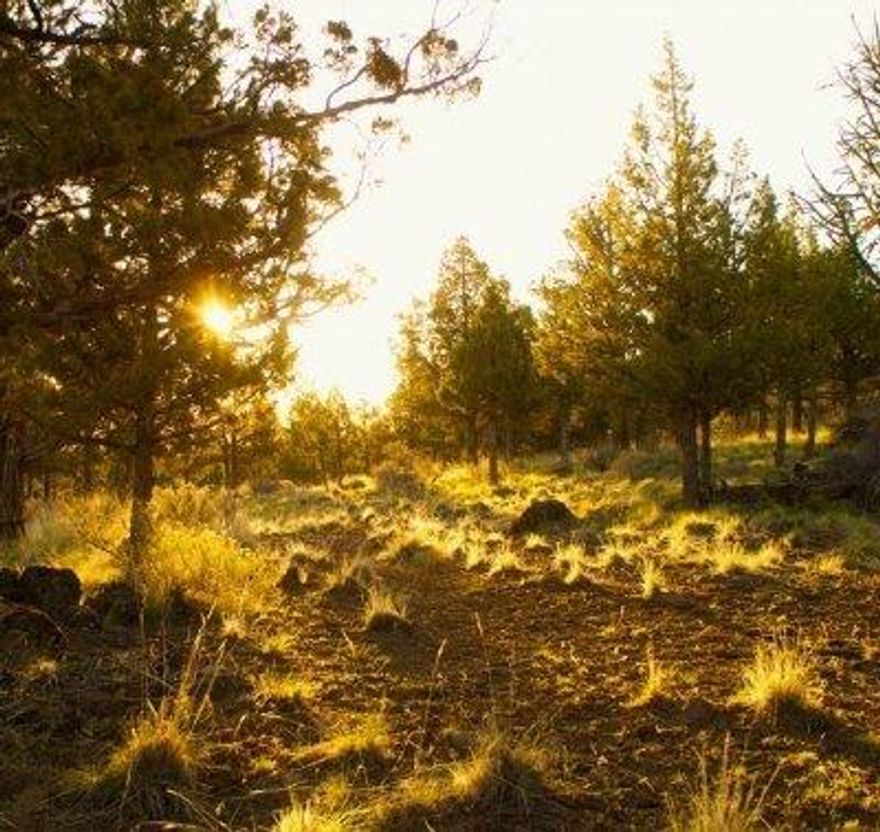 North Rim is a private gated community in Bend, Oregon. It is located on the northern face of Awbrey Butte and features 121 one-acre homesites in a ponderosa pine and juniper forest setting. North Rim offers stunning views of the Cascade Mountains and its high desert landscape is home to wildlife and native plants. Lot 91 is an interior lot sitting on the uphill side of Wild Rye Circle. The elevation of this homesite may have the potential for Cascade Mountain views. Enjoy this Westside community with miles of trails, tennis/pickle ball courts, club house, and direct access to the Deschutes River Trail system, and easy access to downtown Bend, The Old Mill District, multiple golf courses, Mt Bachelor, and the Cascade Lakes. Utilities are at the front of the lot. The handsome North Rim Lodge is available to owners for meetings and private gatherings